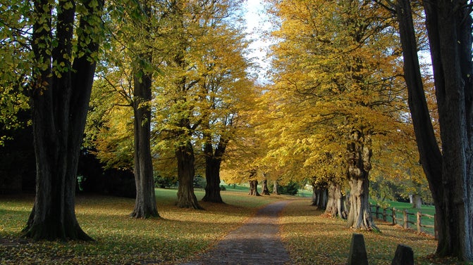 Lime trees beginning to change colour in autumn