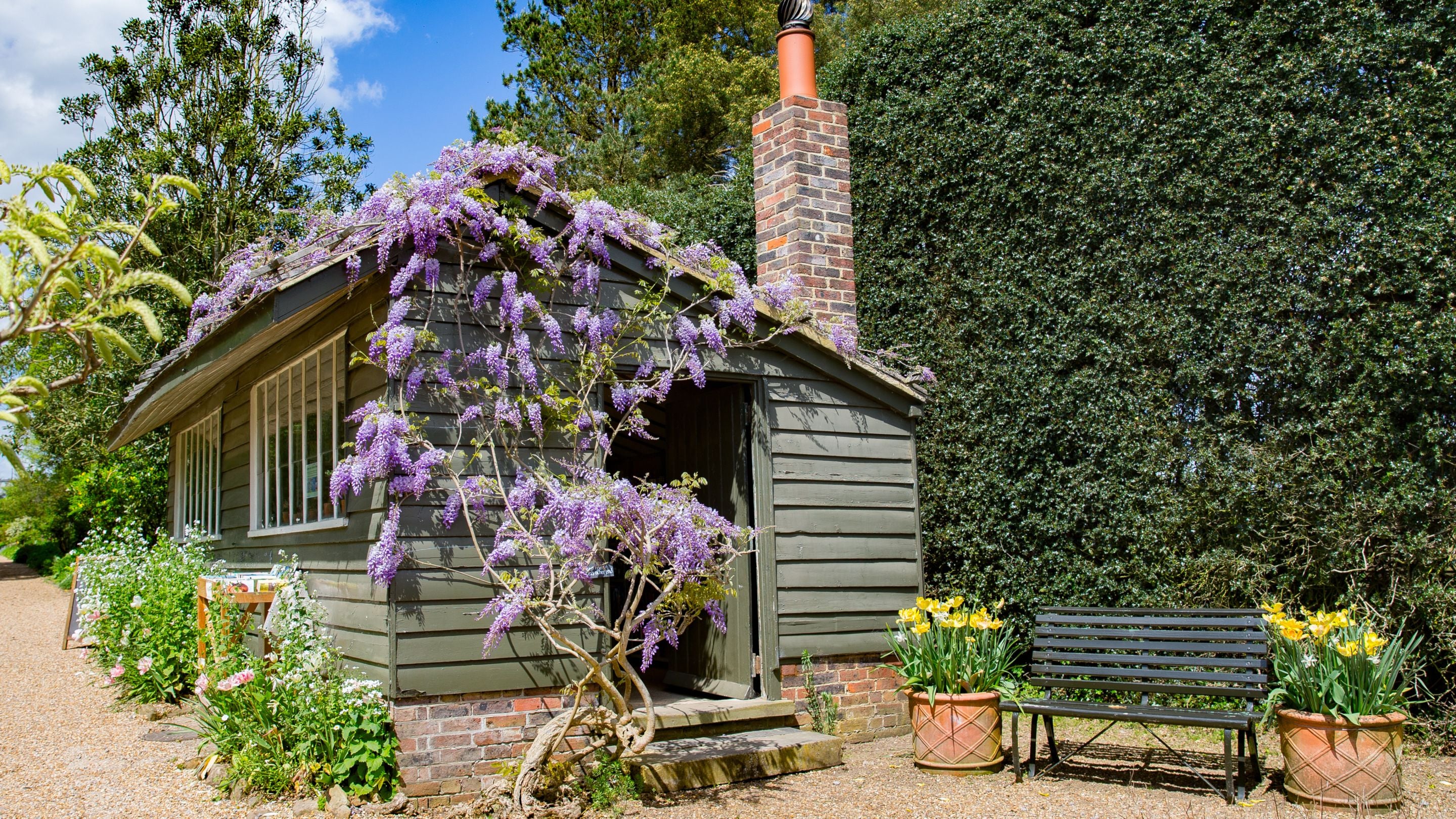 The wooden exterior of the bookshop at Nymans, West Sussex, covered in lilac wisteria in spring