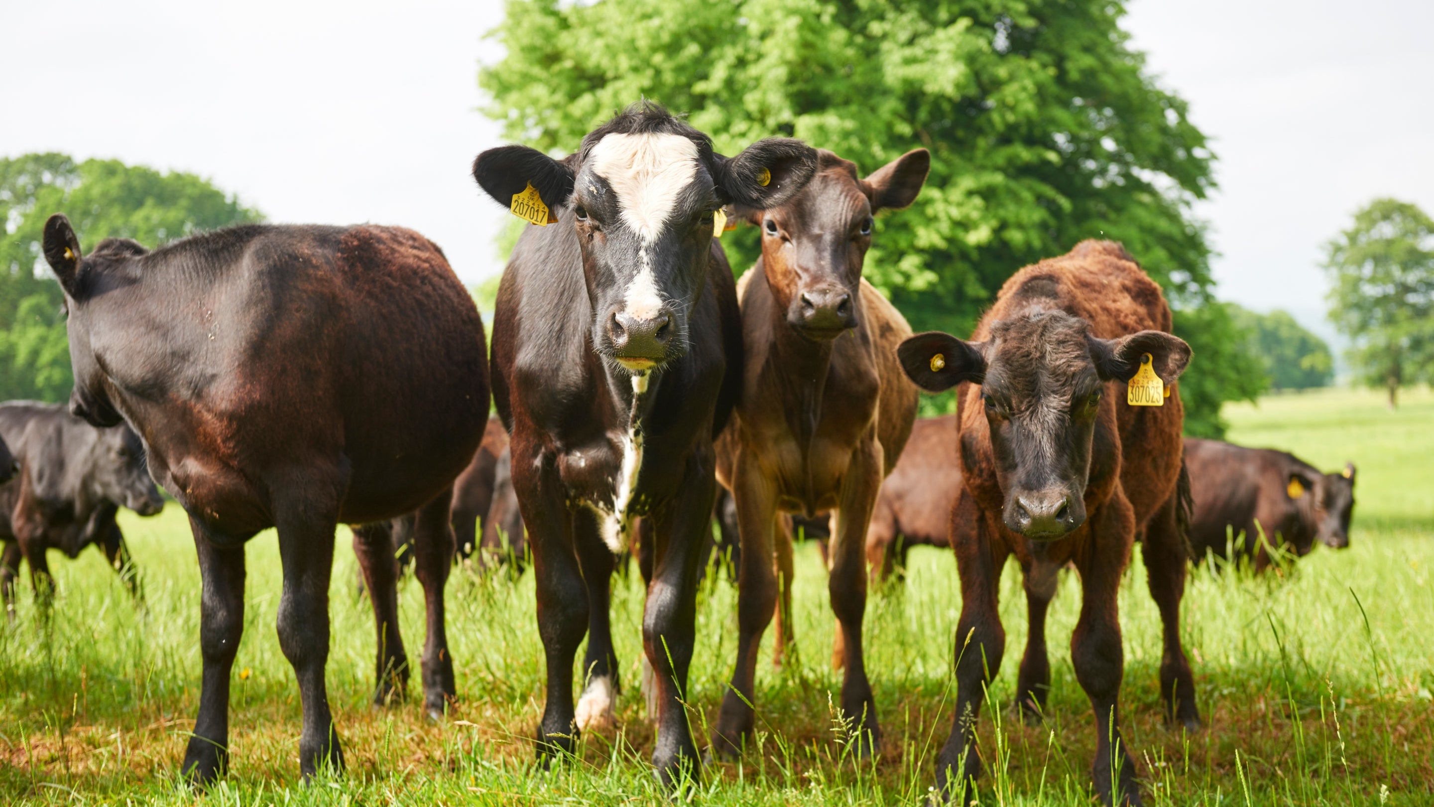 Cows grazing in the meadow
