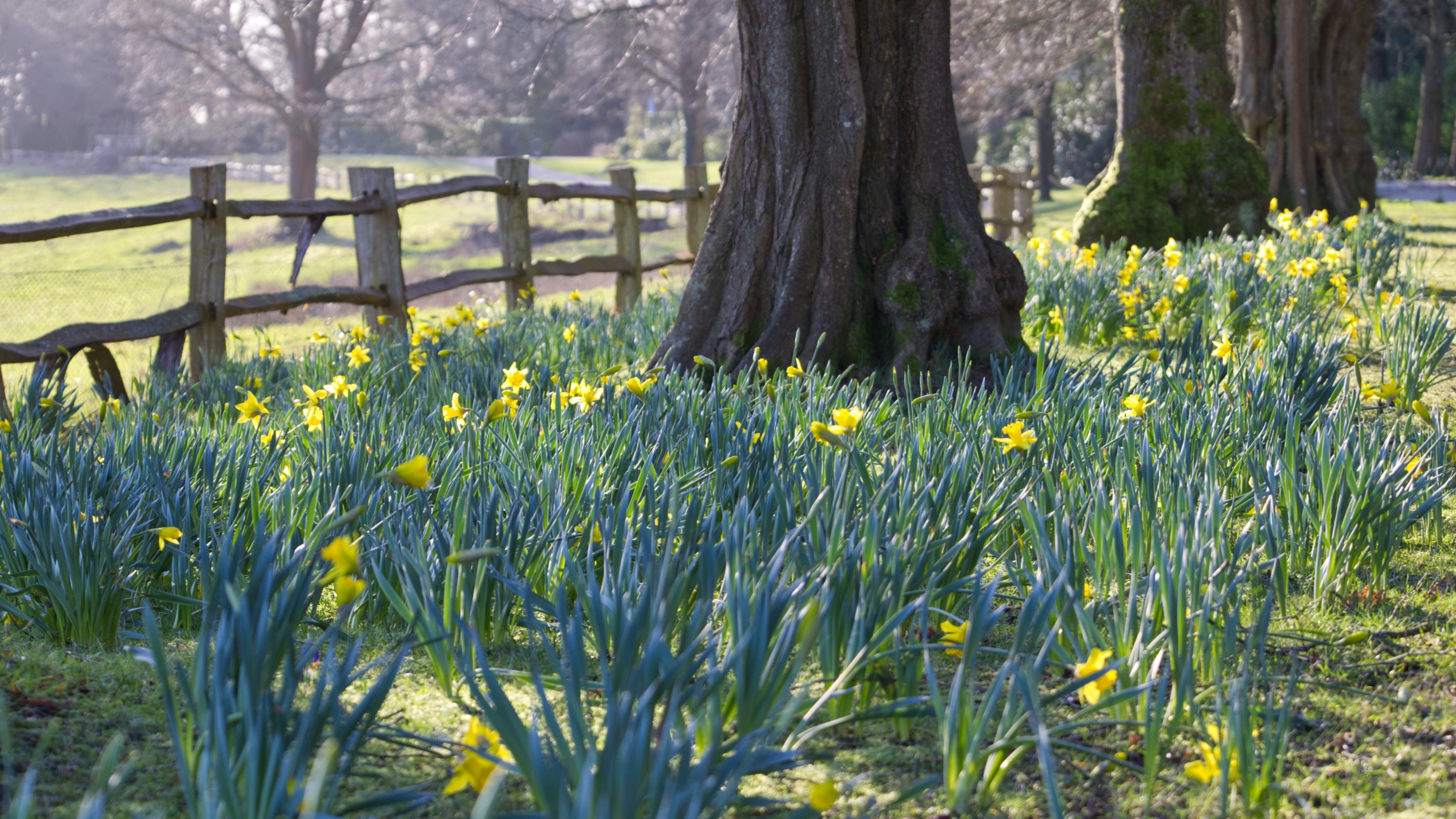 Springtime with the National Trust