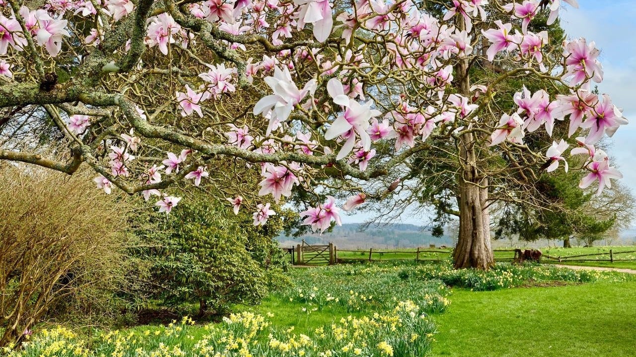 Pink magnolia tree on the Tennis Lawn