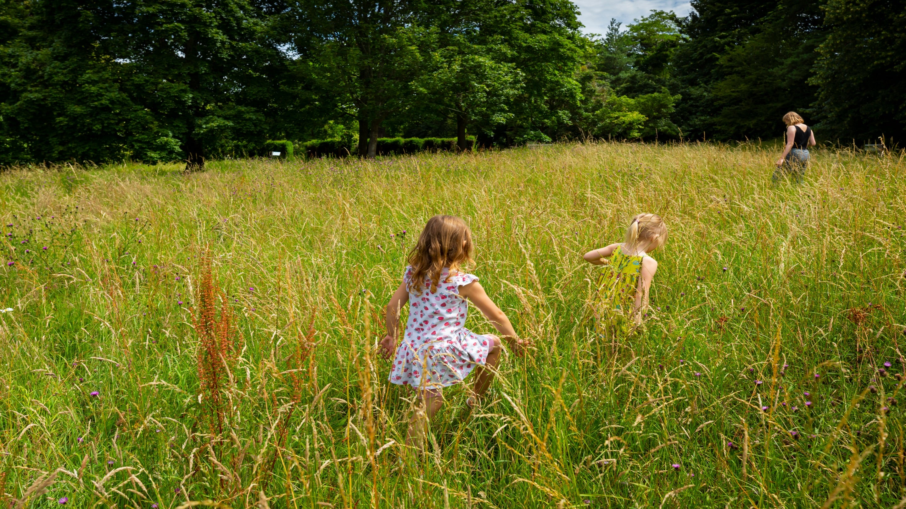Girls running through a sunny wild meadow in summer