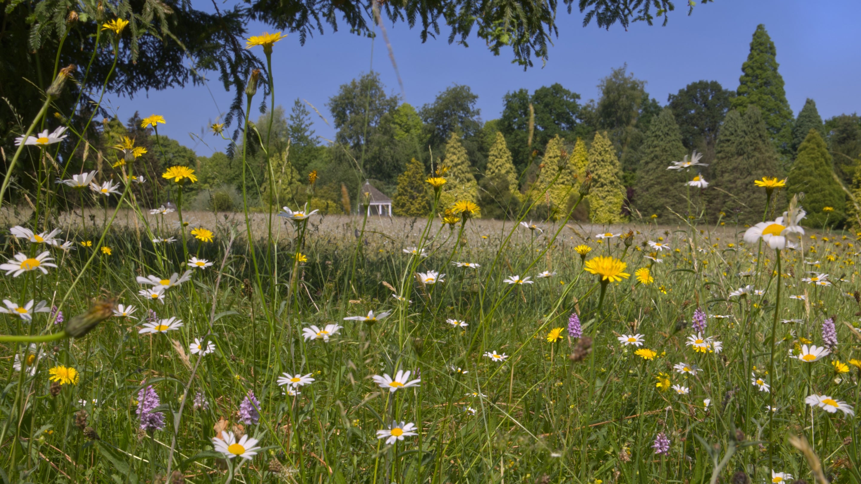 The meadow pictured on a sunny day with wildflowers and grasses growing freely