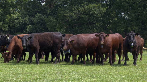 Sussex Cows at Nymans grouped together in a field.