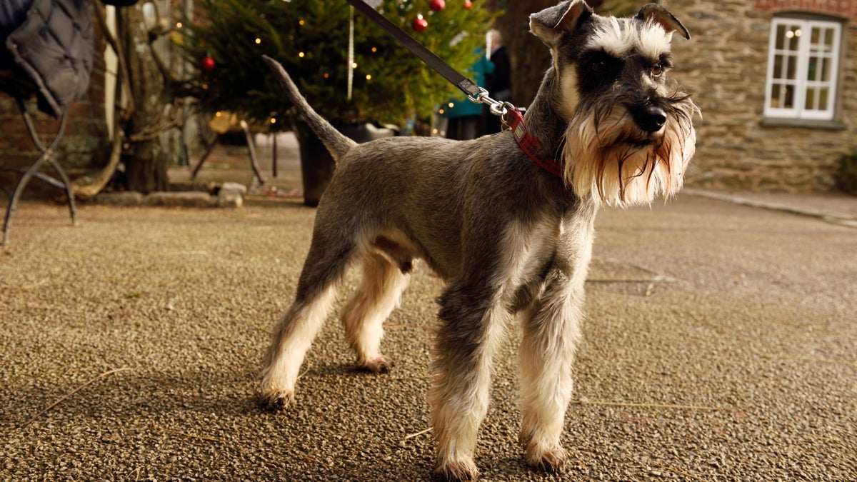 Dog walking at Nymans West Sussex National Trust
