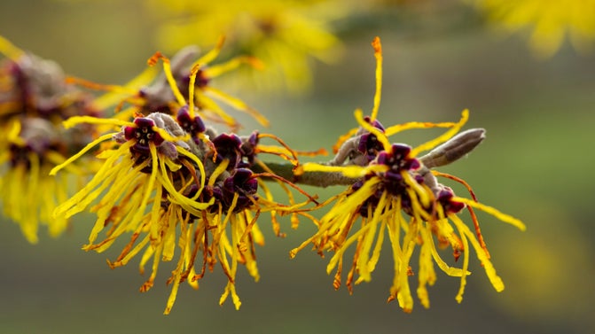 Yellow witch hazel flowers