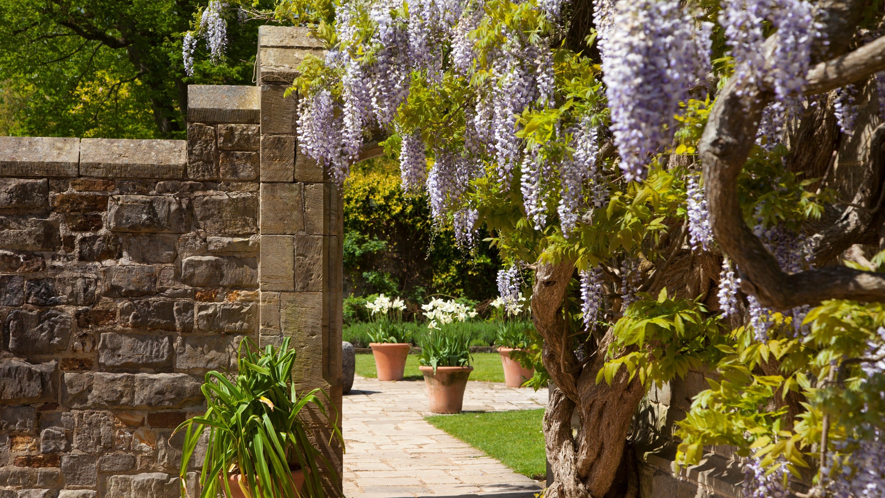 Purple wisteria draps the wall of the Nymans house. A pathway runs along the house and leads under a stone archway.