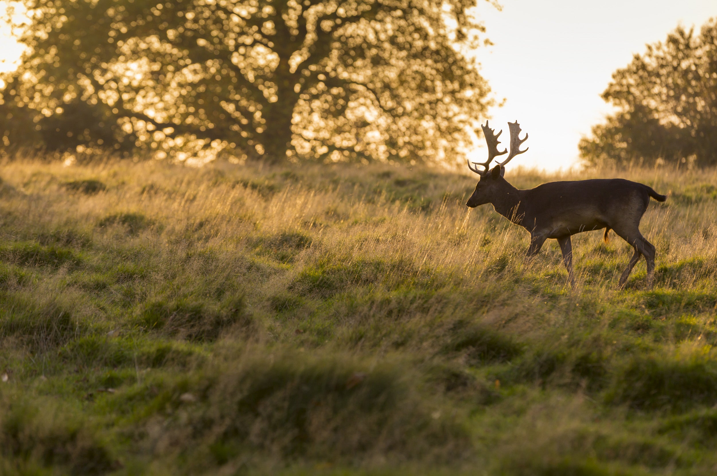 Deer at Petworth