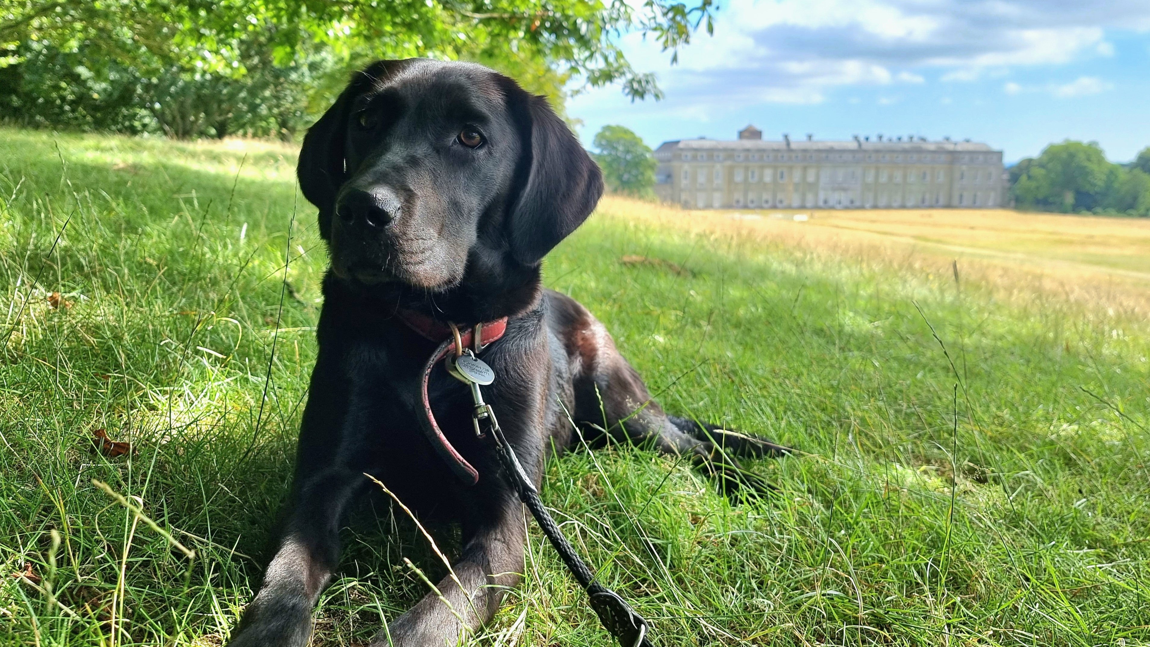 Dog enjoying the shade in Petworth Park
