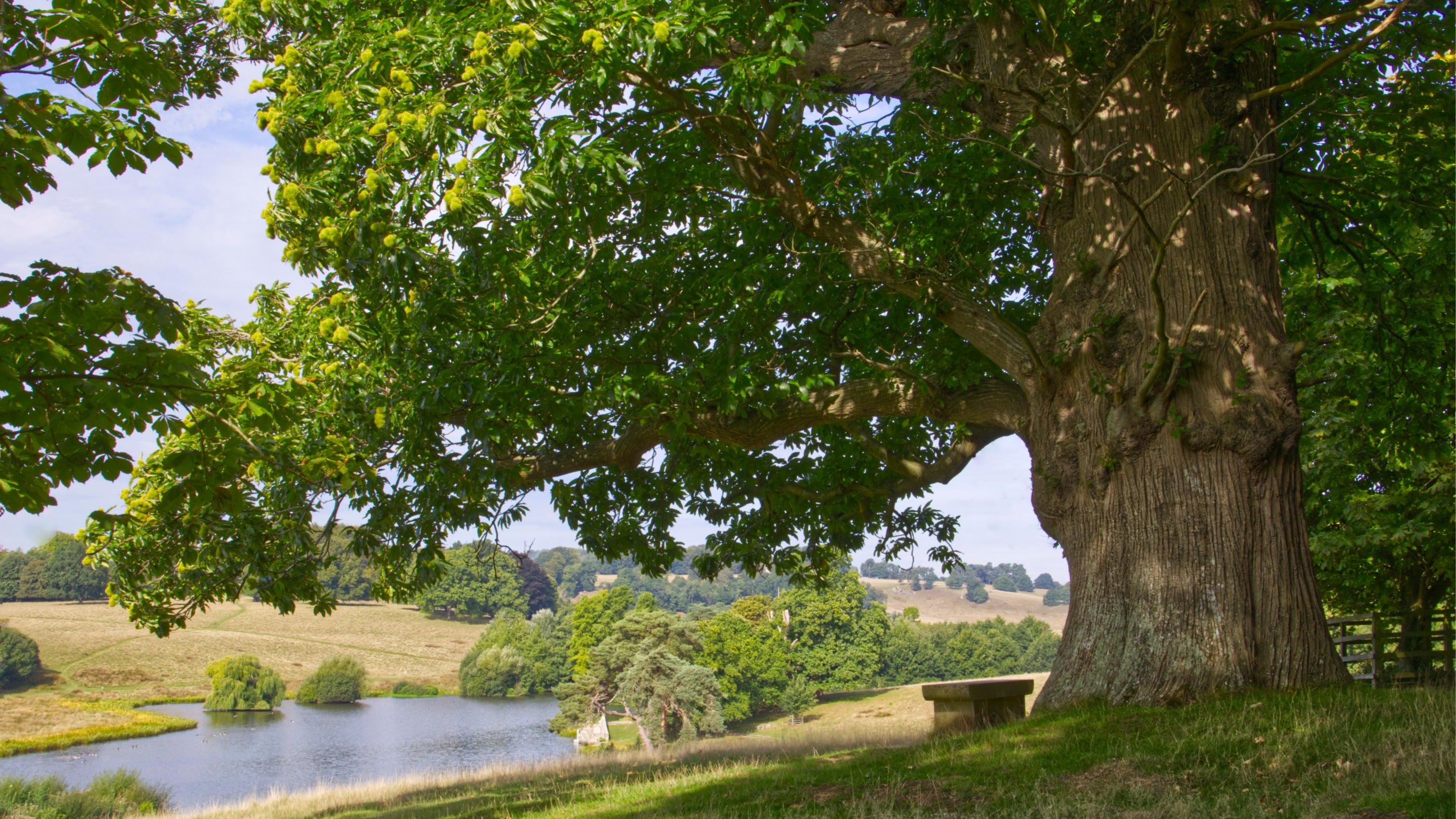 The parkland in summer at Petworth House and Park, West Sussex