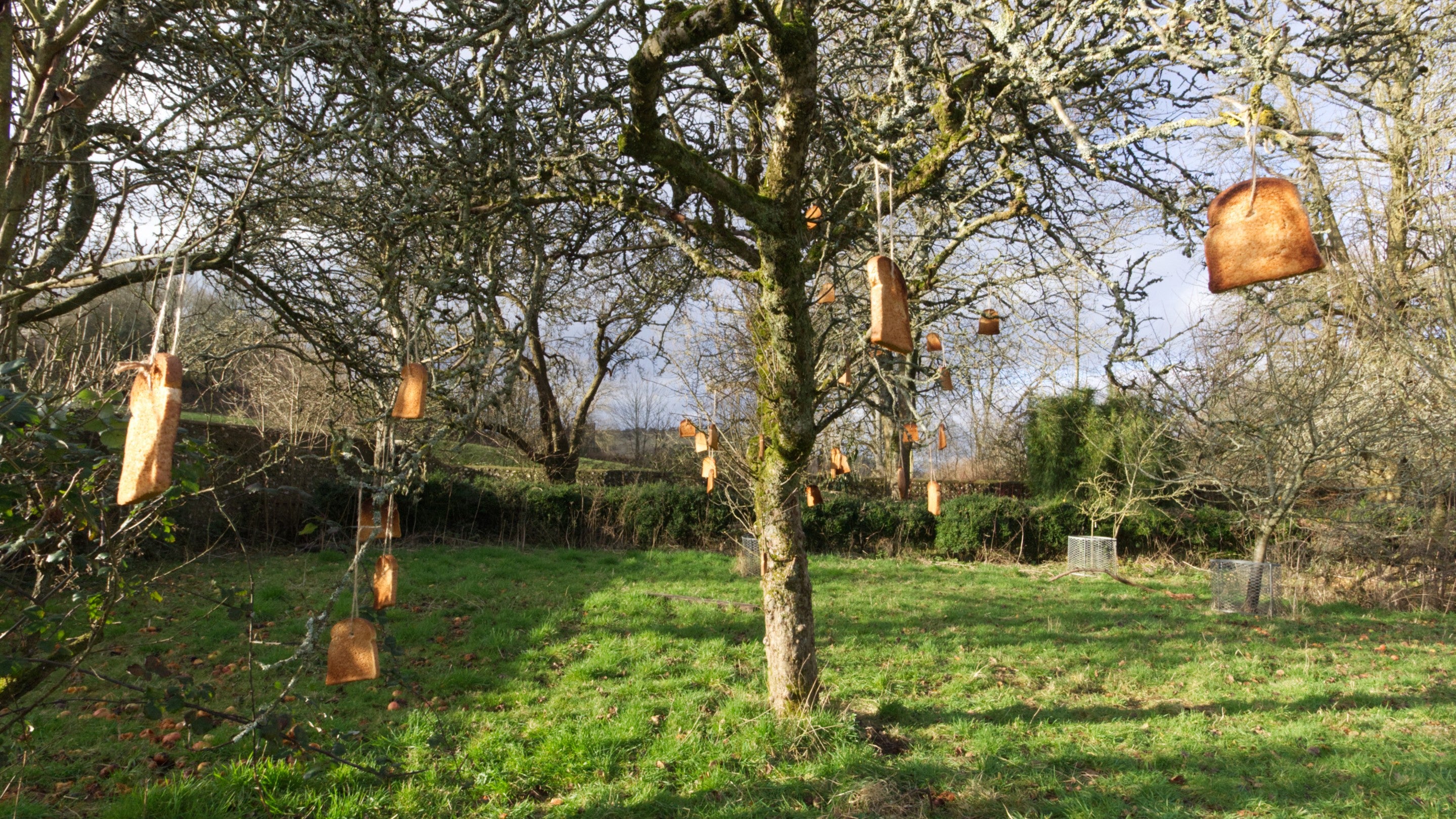 Pieces of toast soaked in cider tied to the branches of an apple tree after Wassailing at Saddlecombe Farm, West Sussex