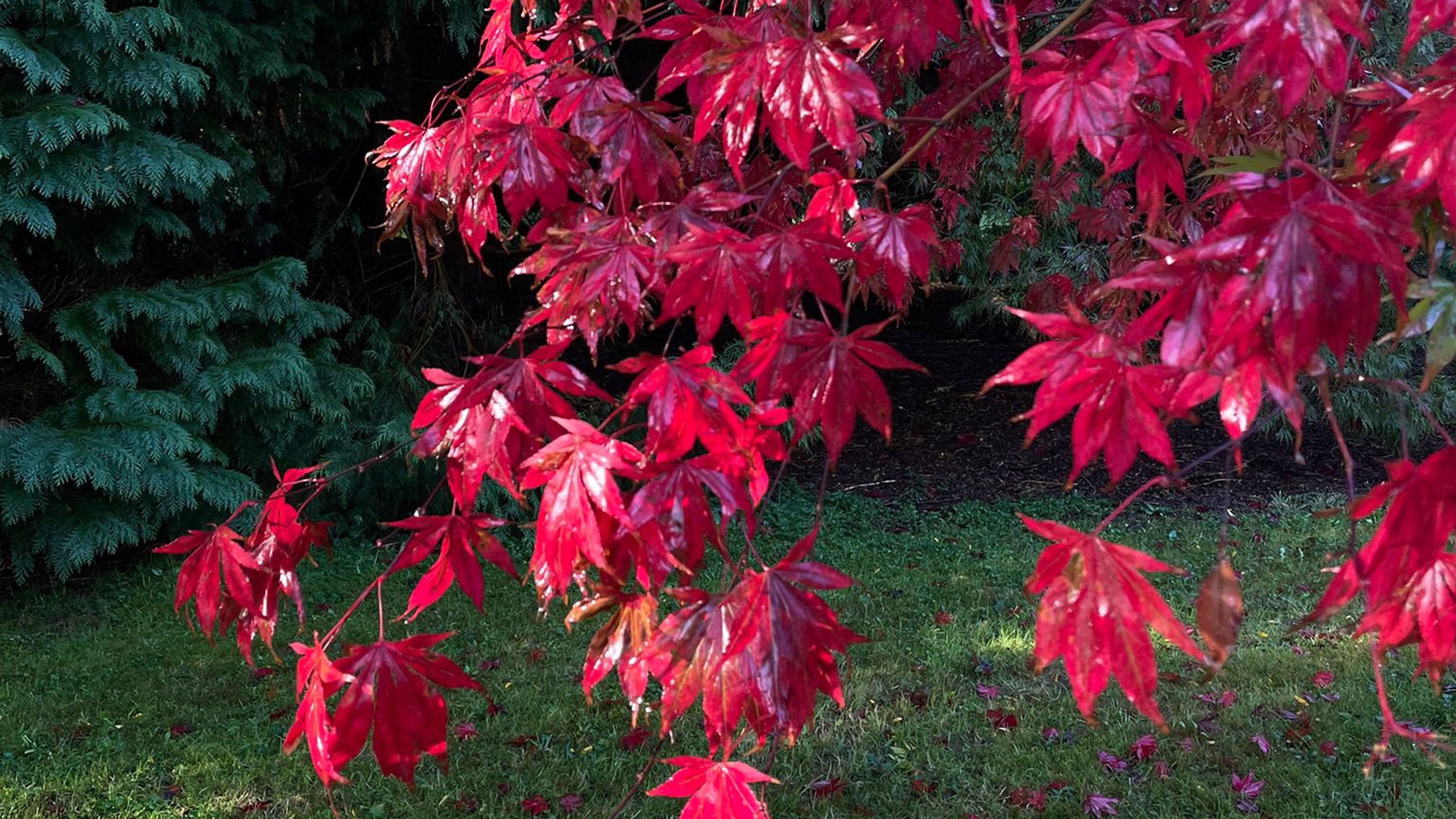 Bright red leaves of the acer