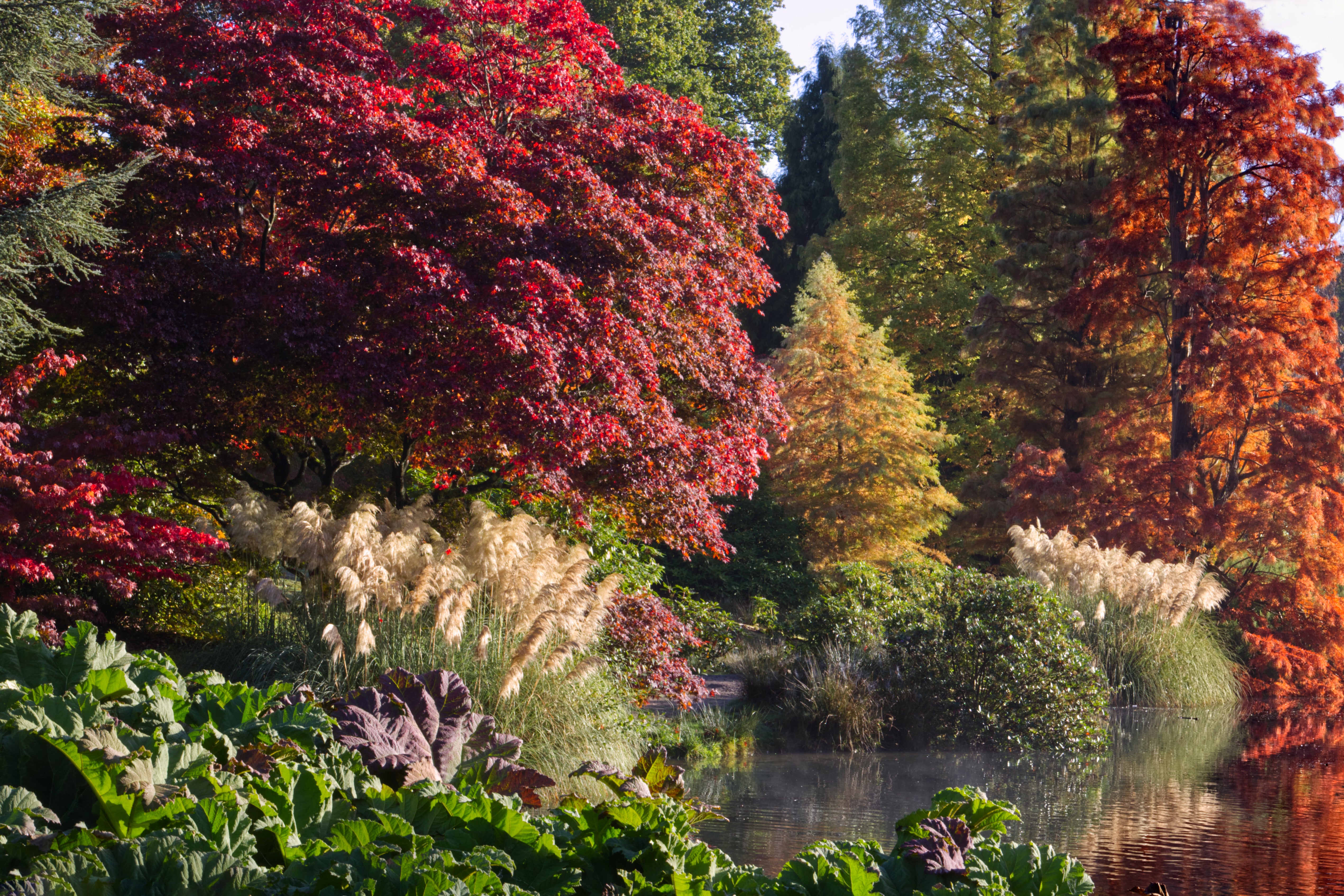 View across the lake of autumn colour and pampas grass