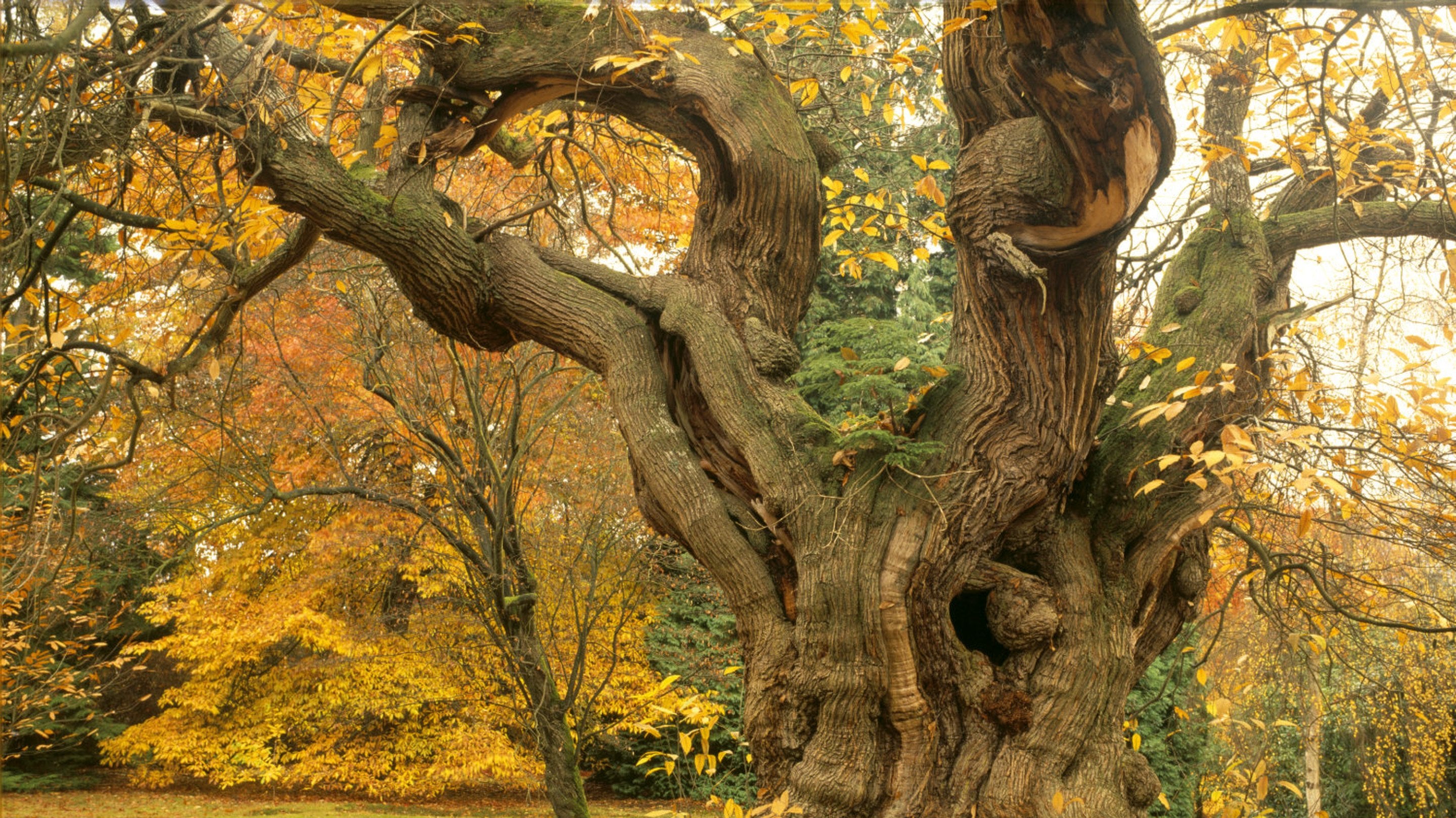 A large, old and gnarled sweet chestnut tree - some of its golden autumn leaves cling to the branches, but most have fallen to the ground