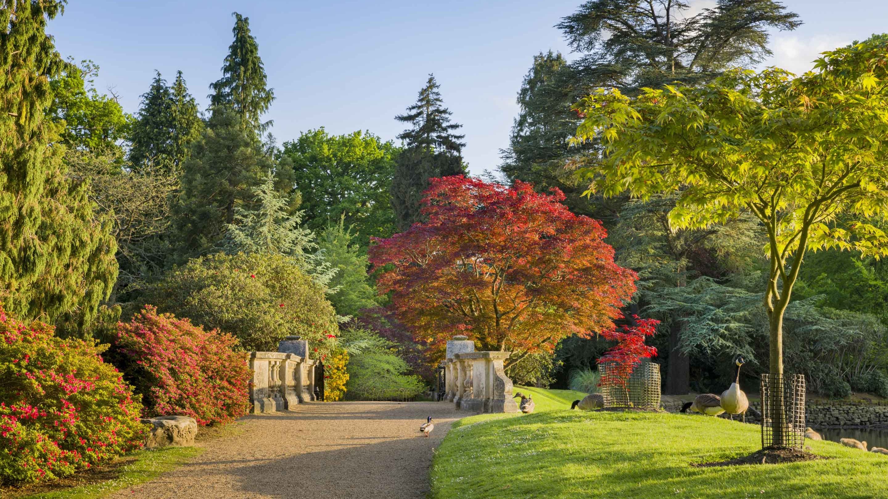 View across the bridge at Sheffield Park, East Sussex, on a sunny spring day with clear blue skies above the mature trees in full leaf in all shades of green and burnt orange. A group of geese and ducks can be seen on the water's edge.