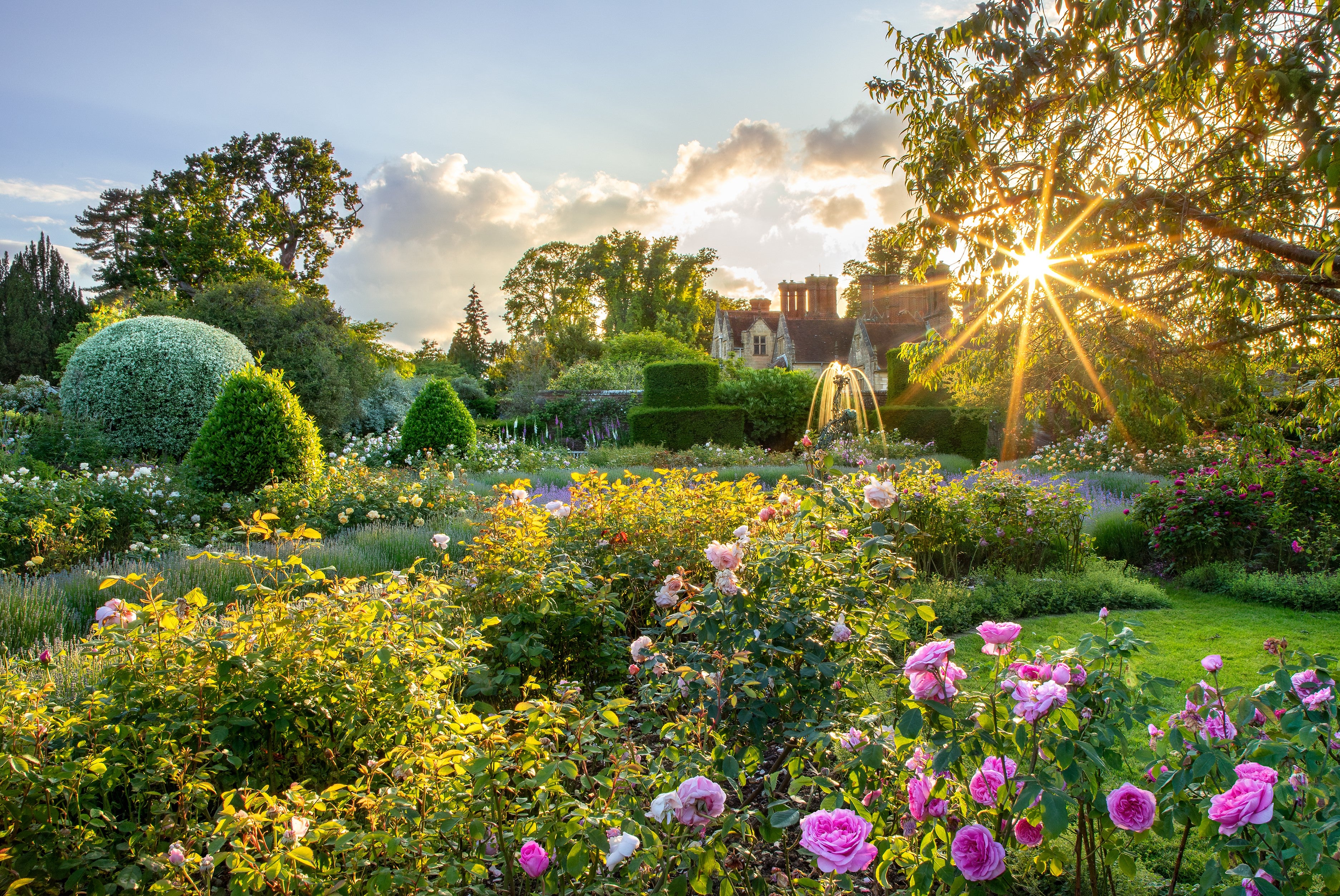 Rose Garden in the sunshine