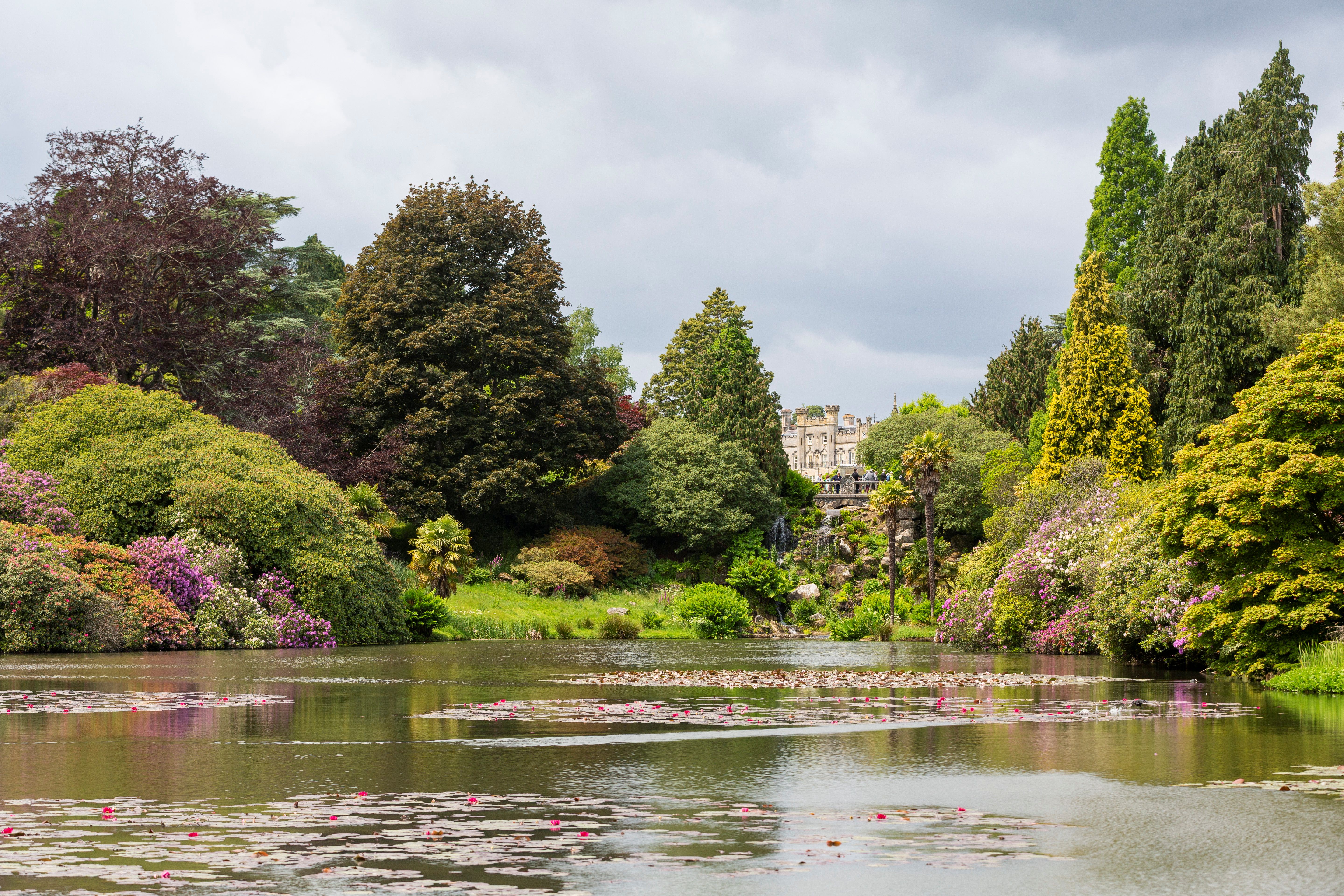 A spring view across a lake with water lilies an rhododendron