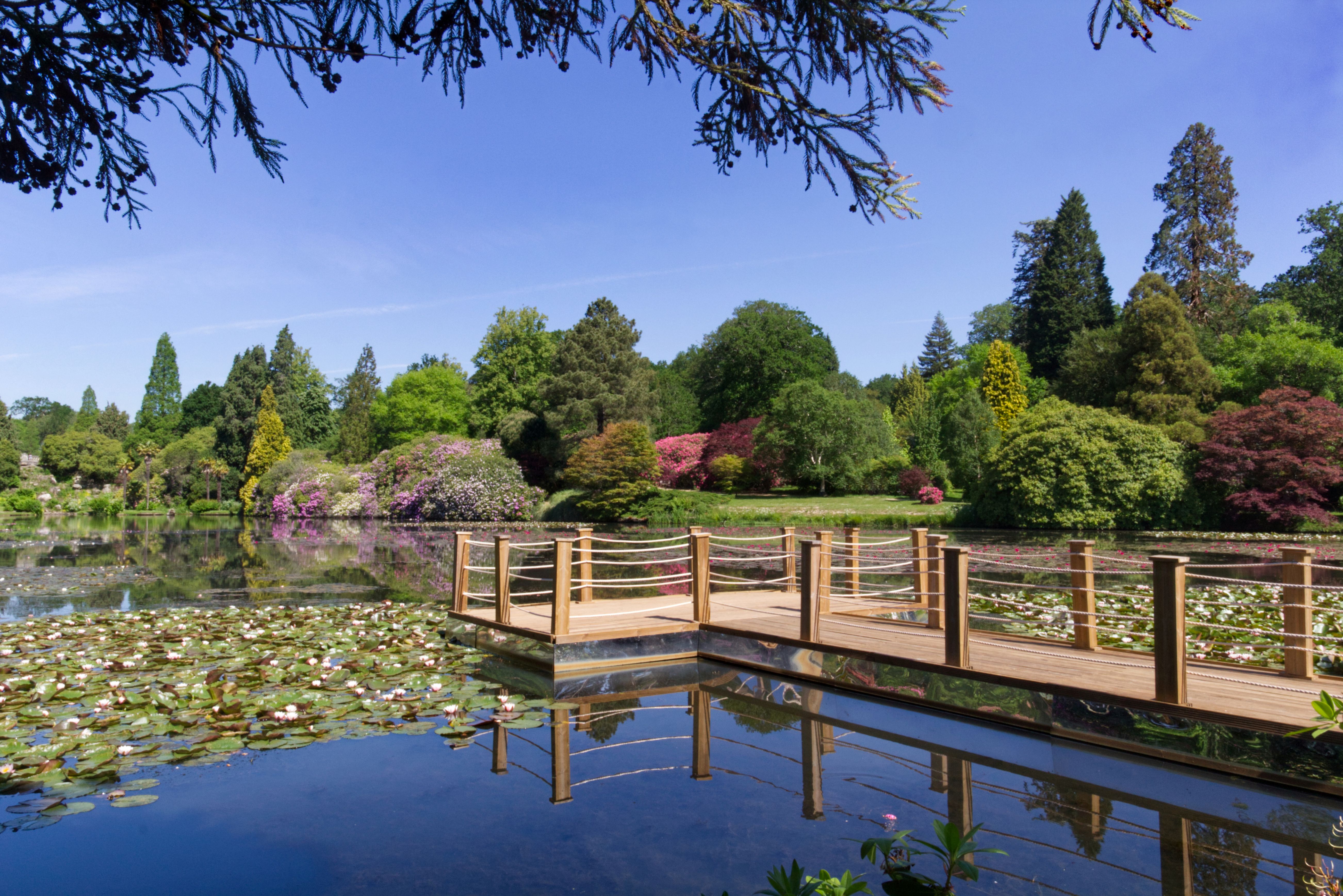 Floating pontoon amongst the waterlilies at Sheffield Park and Garden