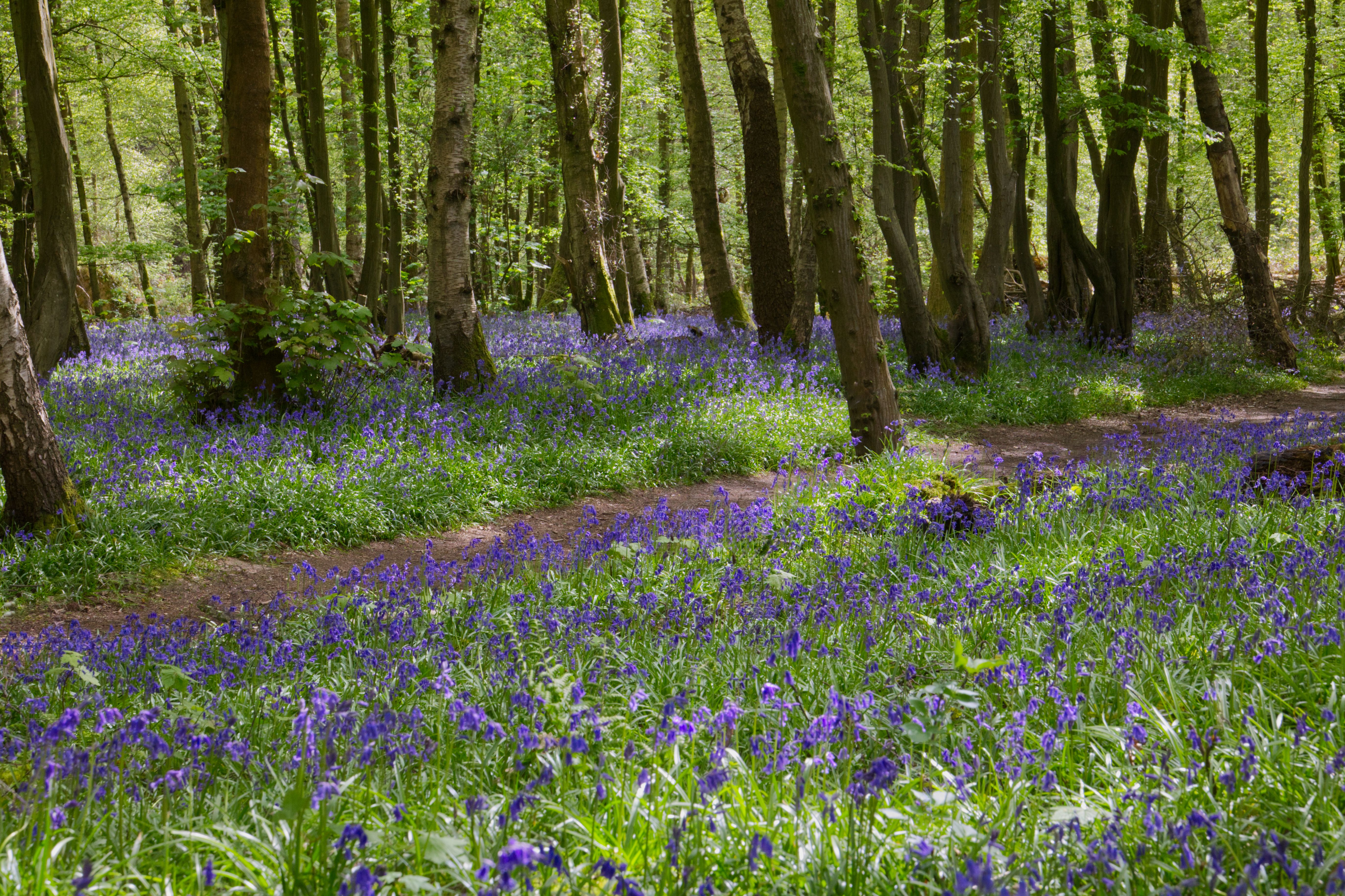 Bluebells in Sheffield Wood at Sheffield Park and Garden