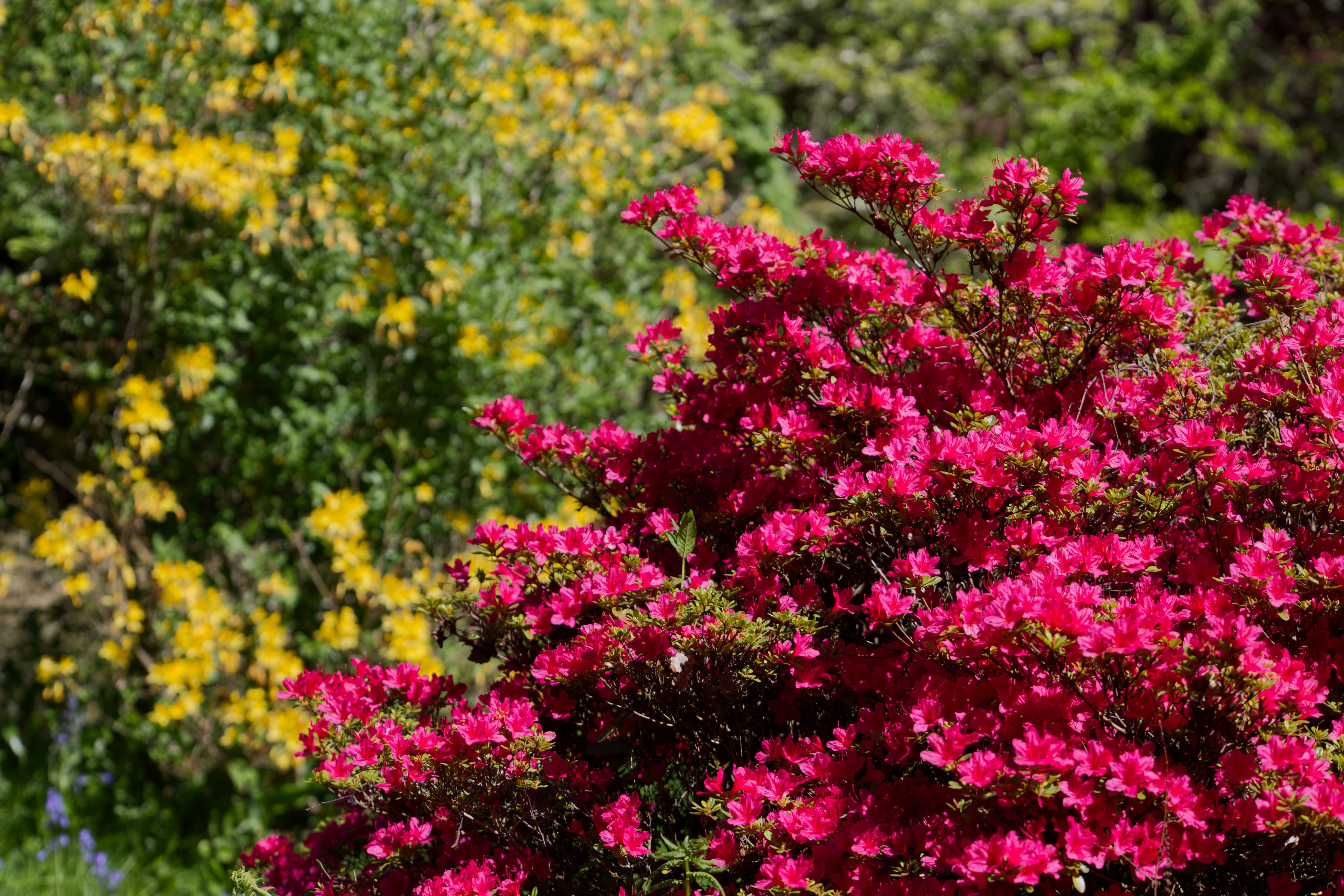 Pink and yellow Rhododendrons in bloom