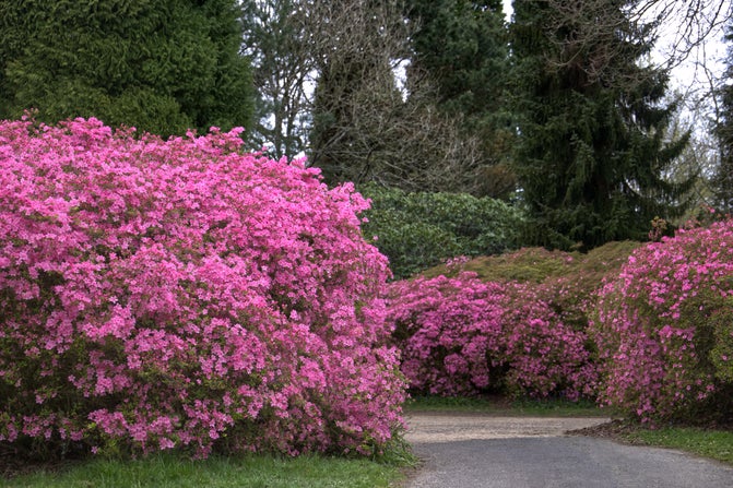 Pink flowers of the Rhododendron 'Hinomayo' at Sheffield Park and Garden