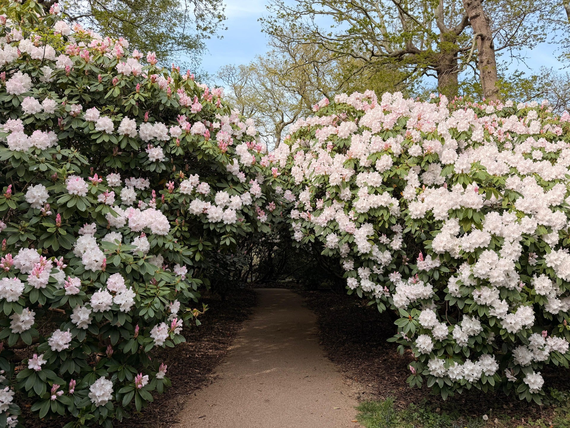An arch of white Rhododendrons at Sheffield Park and Garden