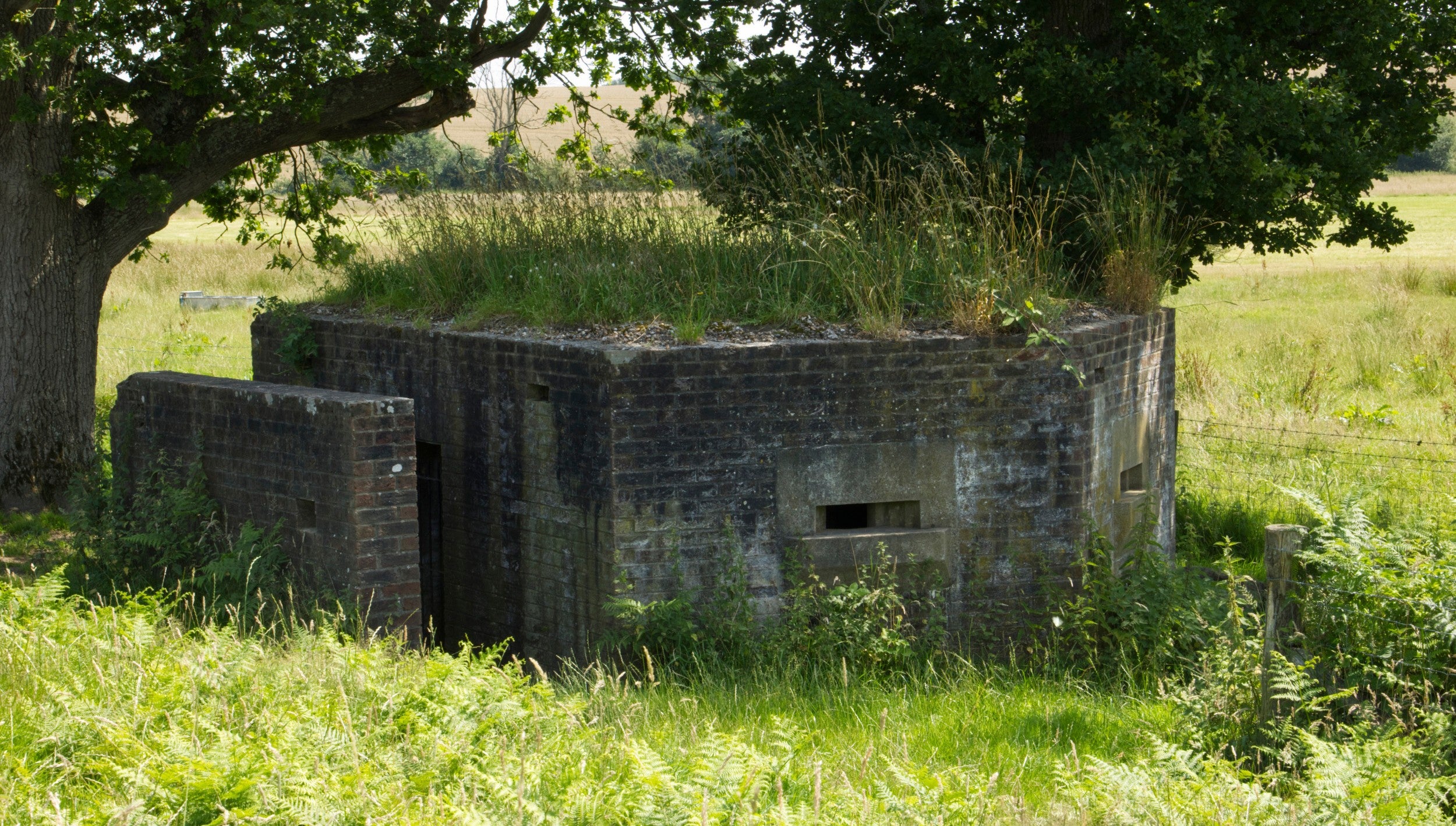 Abandoned brick Second World War pillbox beneath a tree, surrounded by weeds and with grass growing on the roof