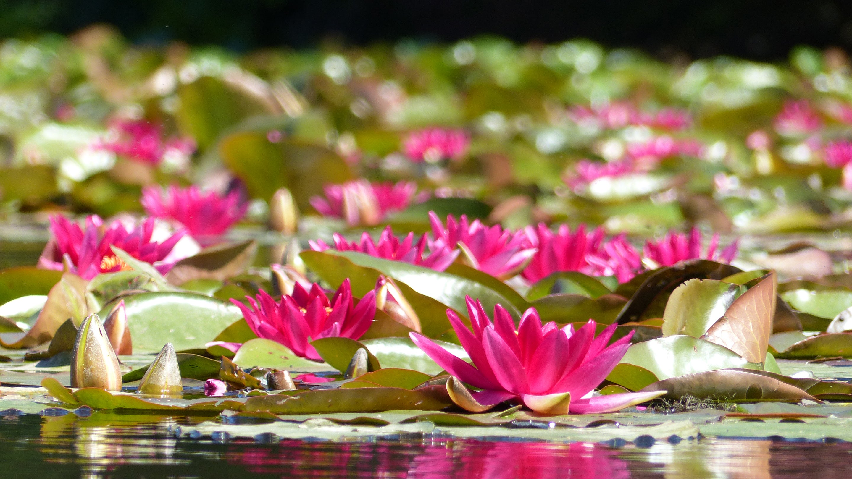 Crimson waterlilies at Sheffield Park and Garden