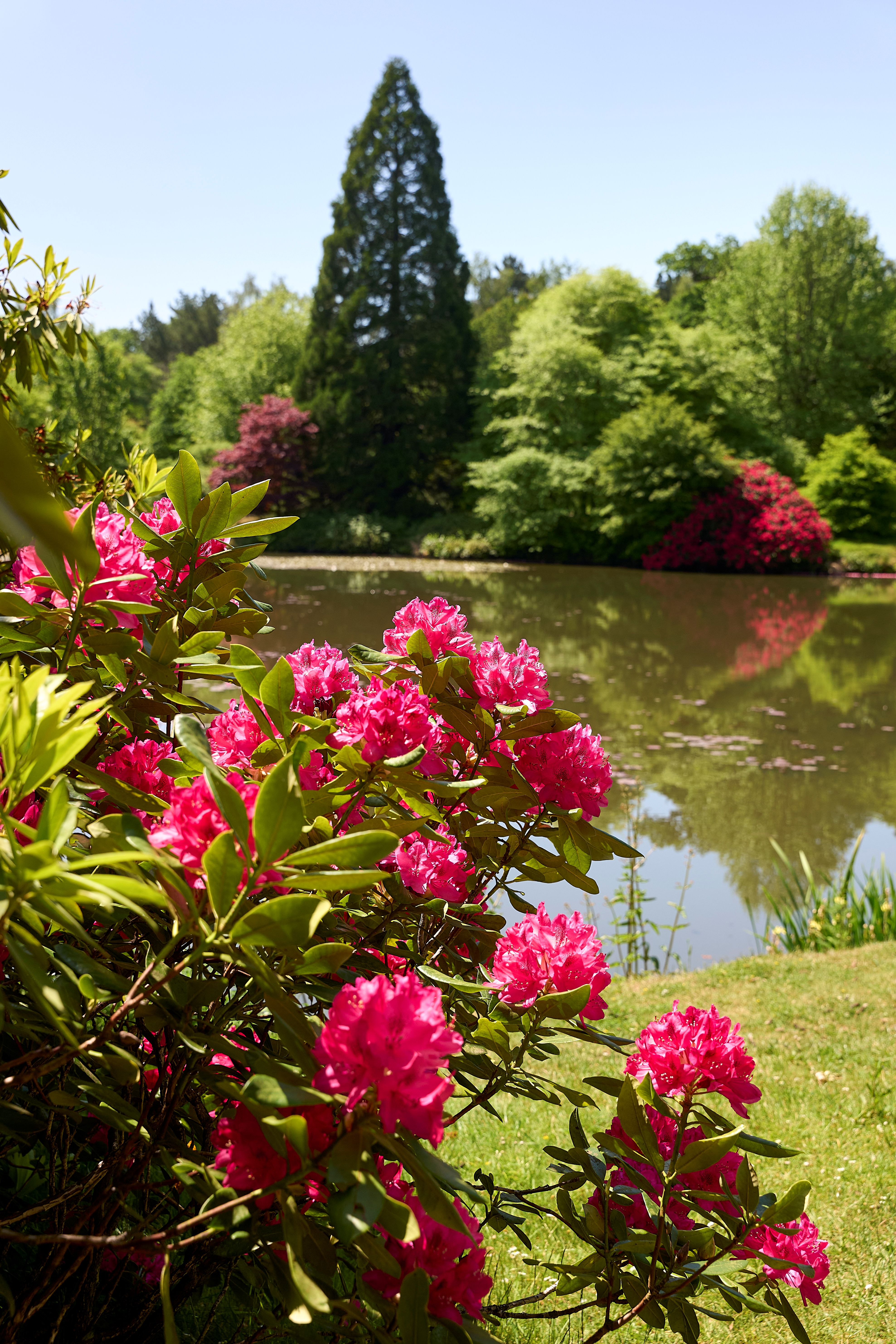 View of rhododendrons in bloom by a lake