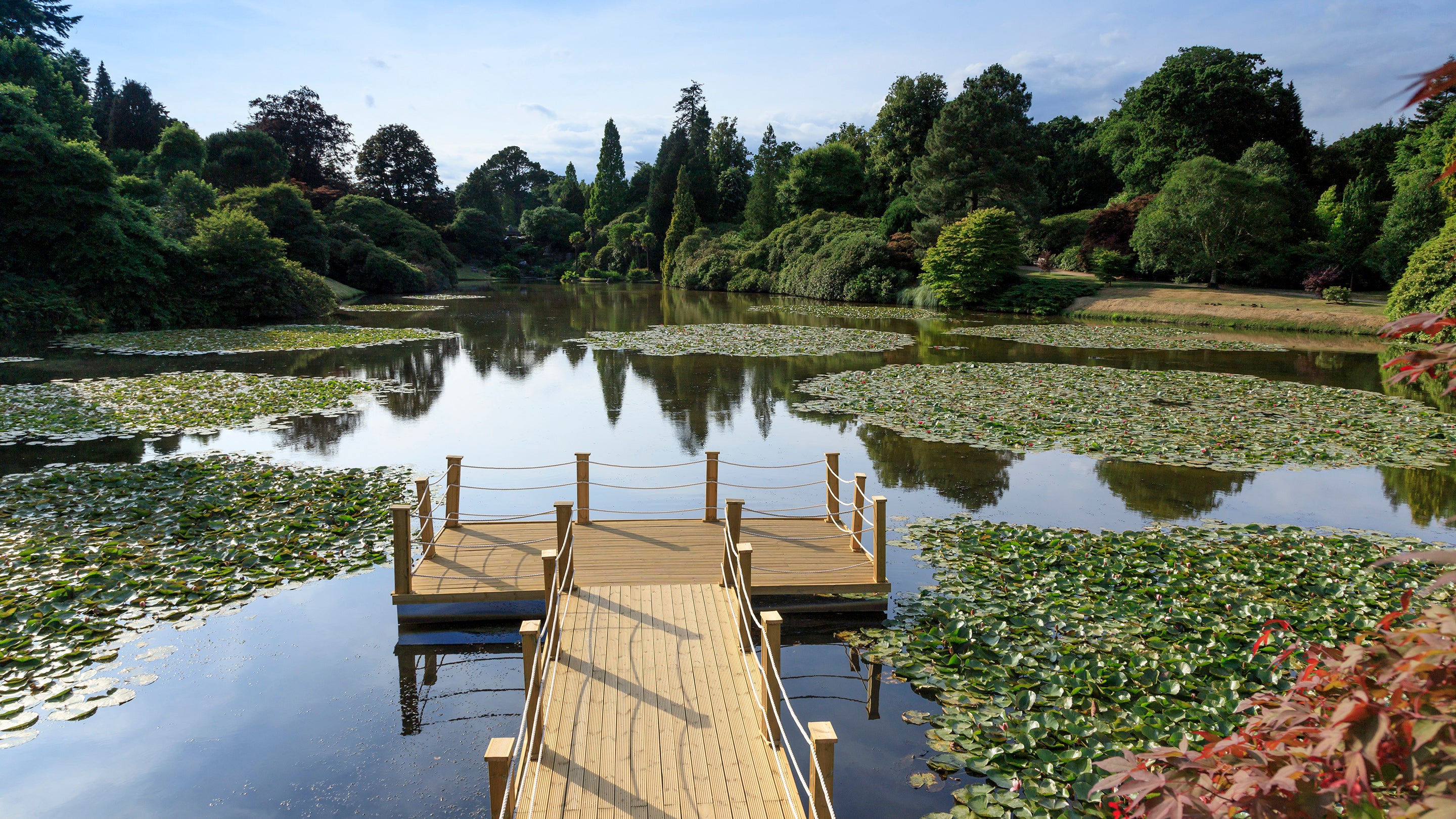 The floating pontoon on Middle Lake surrounded by waterlilies at Sheffield Park and Garden