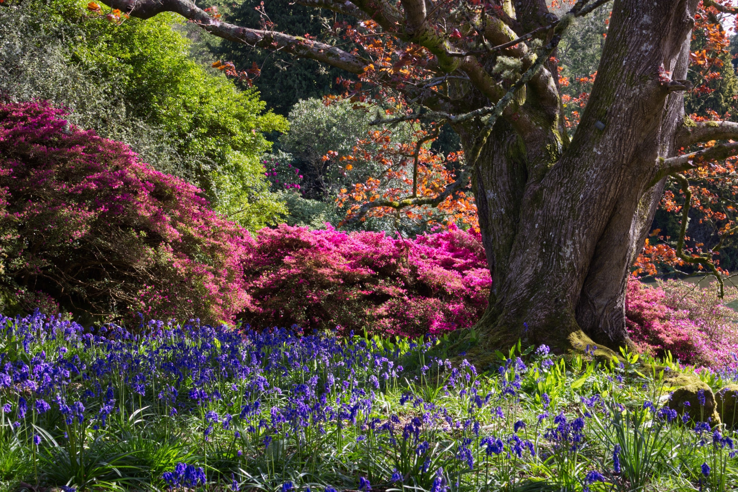 An image of spring flowers in bloom with bluebells and pink azaleas