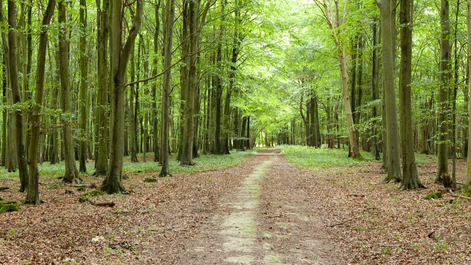 Path through woodland at Nore Hill on the Slindon Estate, West Sussex