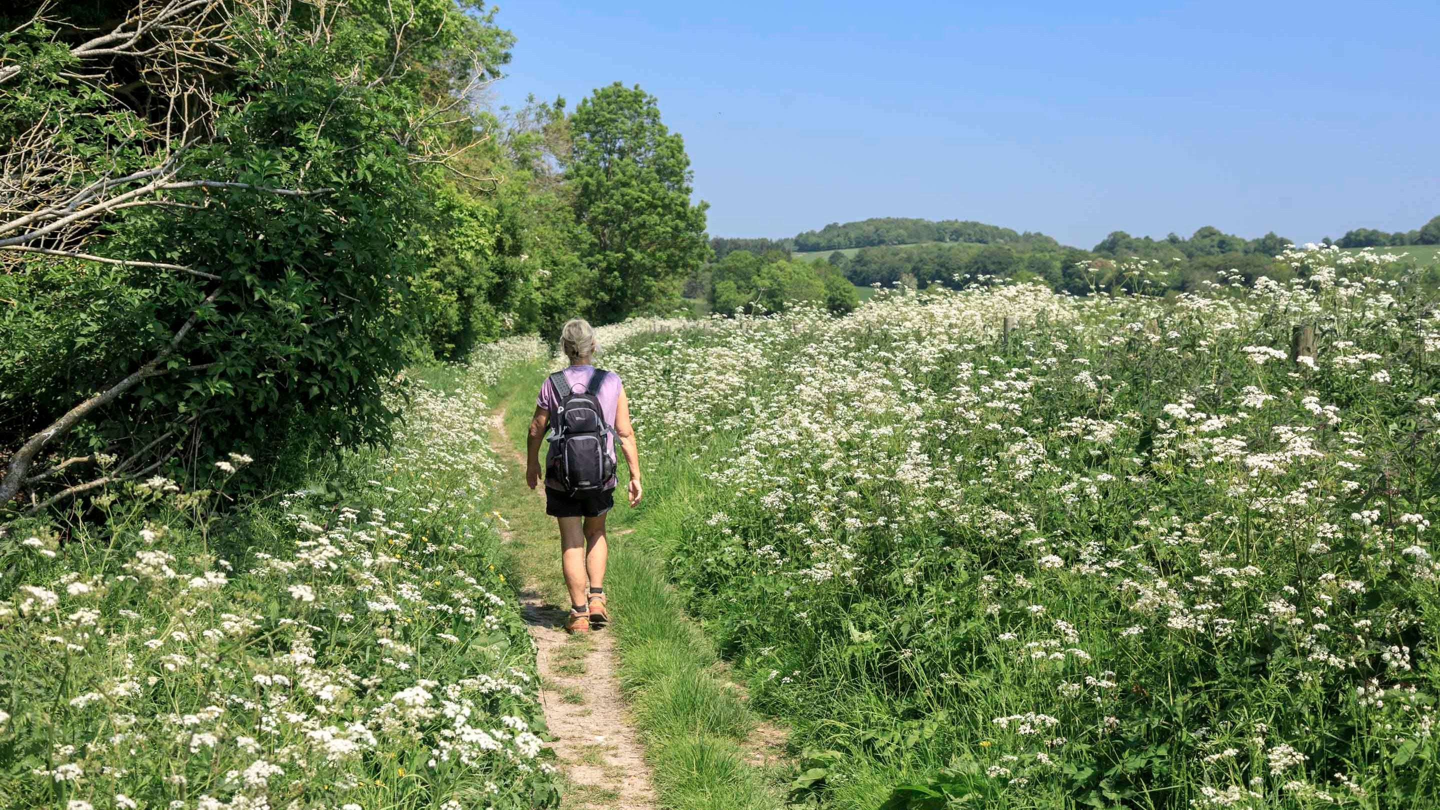 Walker on Little Down footpath in spring at Slindon Estate, West Sussex