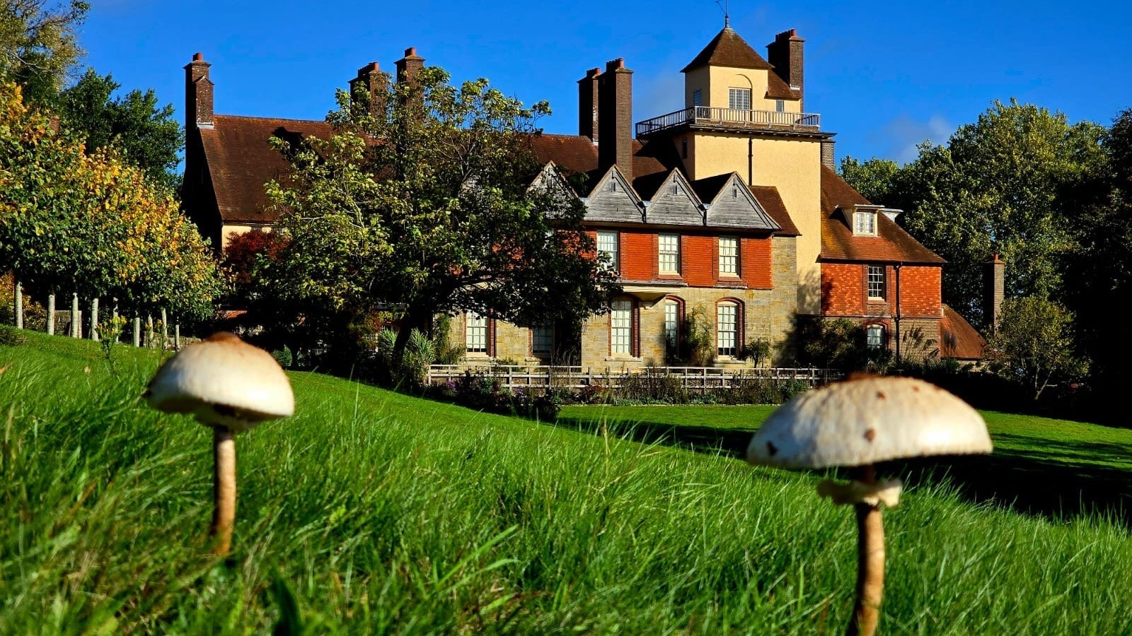 Fungi in close up with the house at Standen in the background, blue sky.