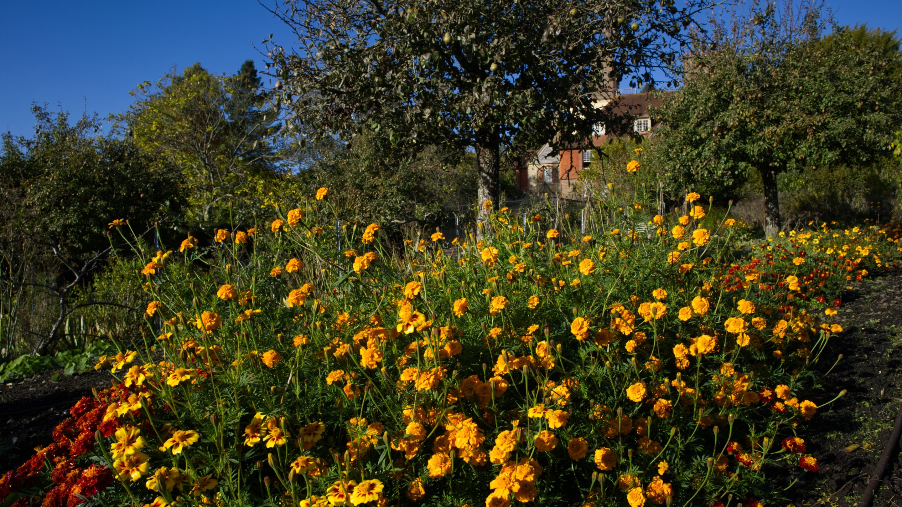 Autumn in the Kitchen Garden