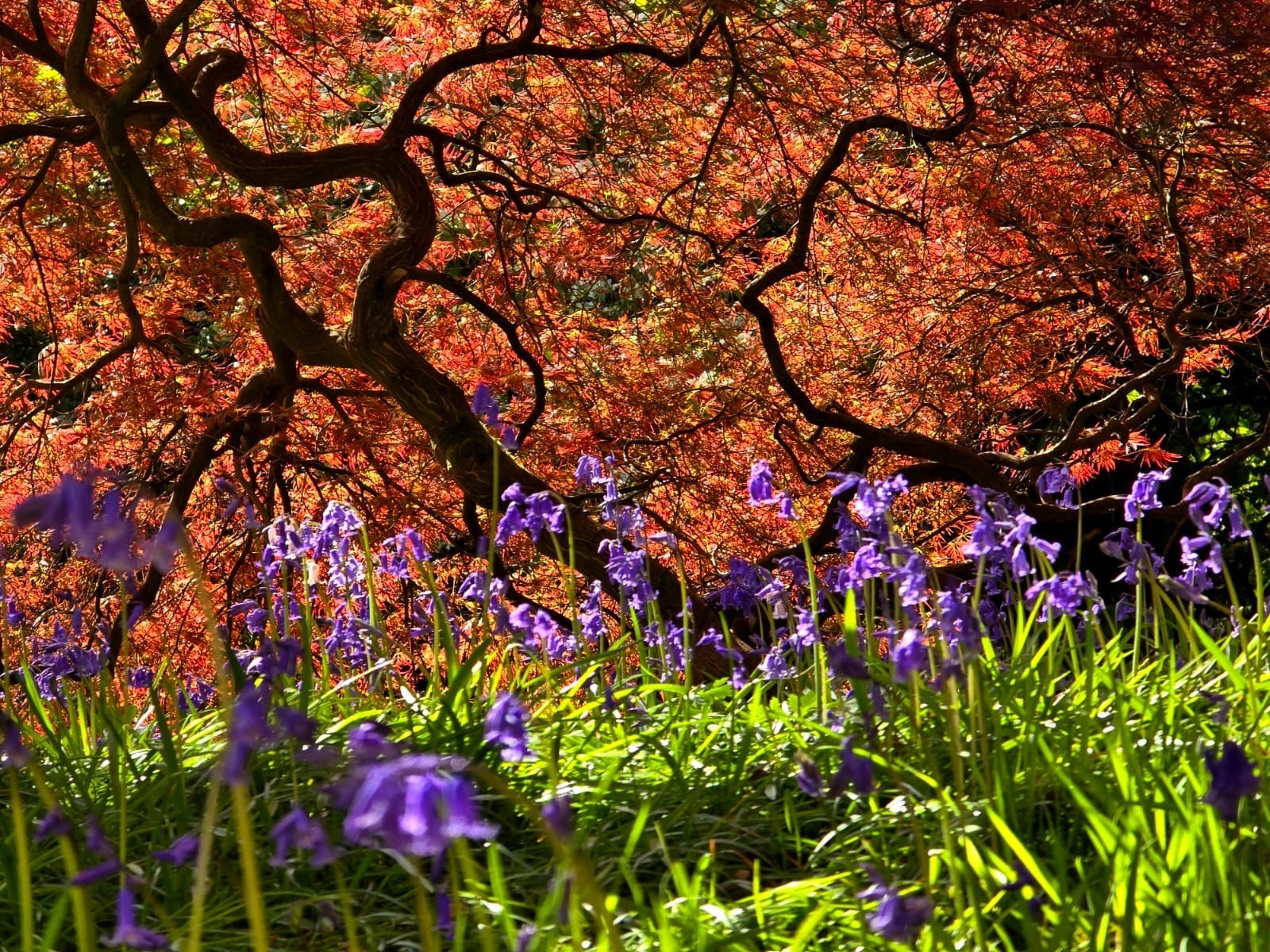 Bluebells and acers at Standen in spring.