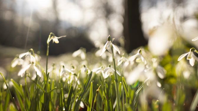 Snowdrops catching the sunlight