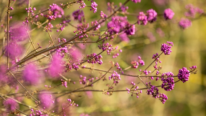 Purple beautyberry against a winter landscape of bare branches
