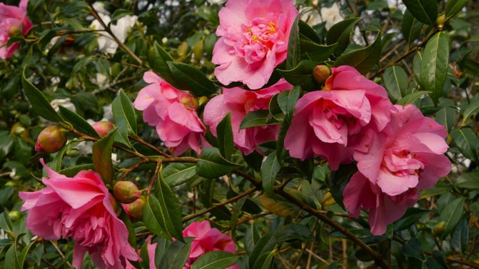 Pink winter flowering camellias
