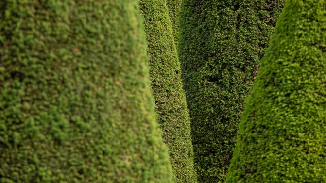Yew trees