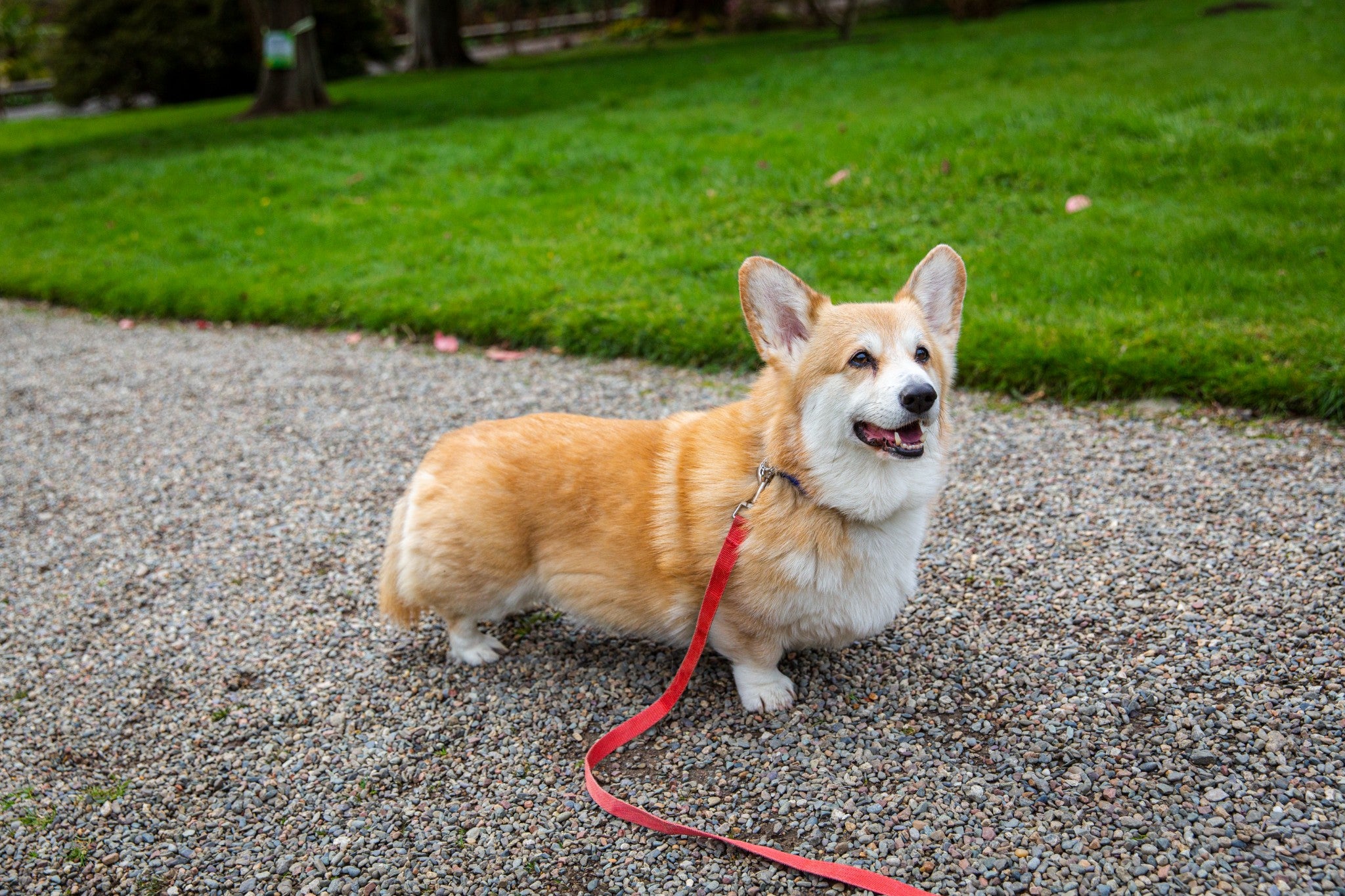 A tan and white corgi stands on a gravel path attached to a red lead, with a green lawn and trees in the background. The dog is facing slightly to the right with its ears upright, while the lead rests across the gravel in front.