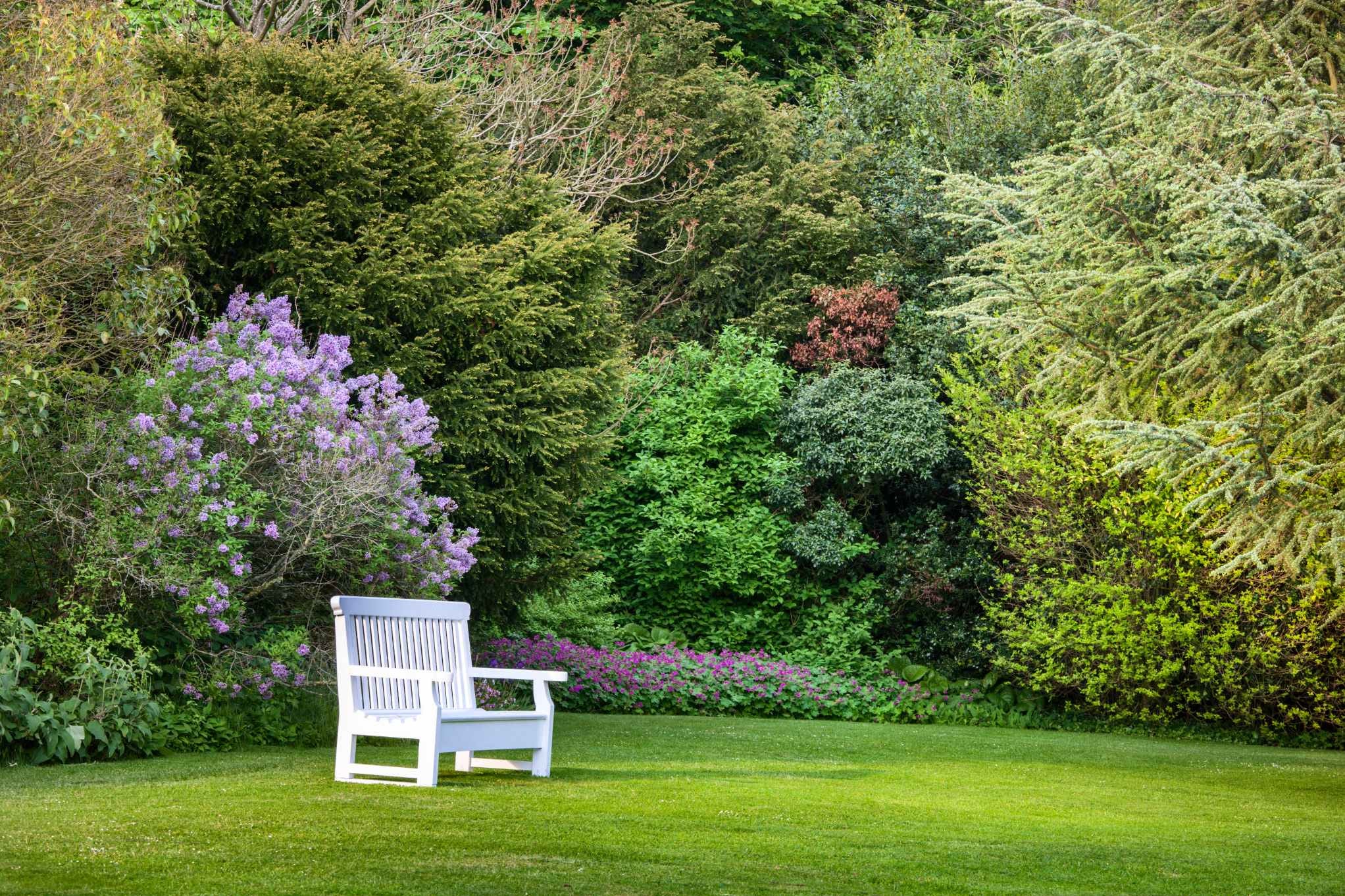A neatly trimmed green lawn with a single white wooden chair in the foreground, set in a lush garden filled with dense greenery, shrubs, and trees. Purple flowering bushes and low pink flowers add colour among the foliage in the background.