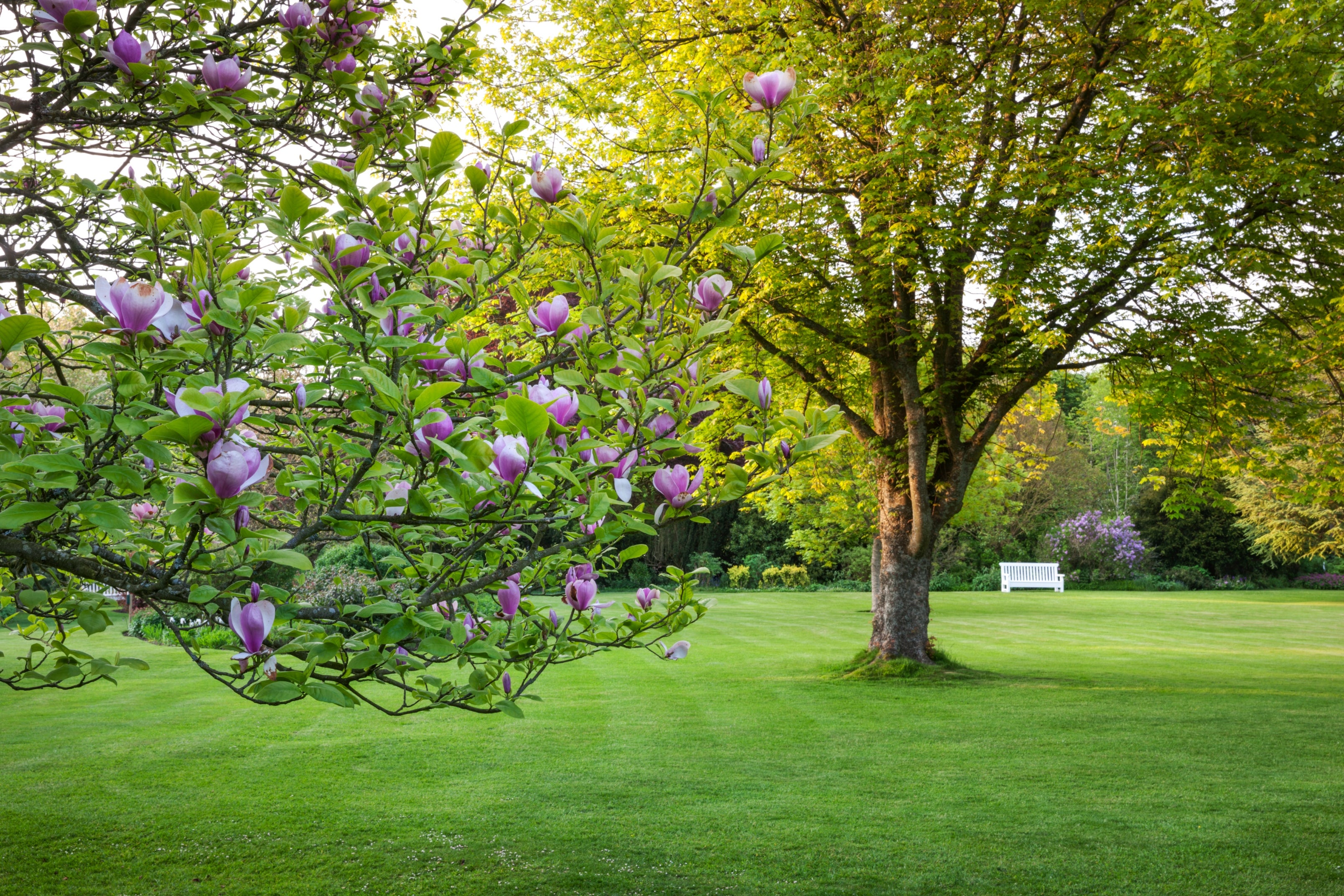 A magnolia tree in bloom beside a wide green lawn at Uppark House and Garden, with a white bench beneath a large leafy tree