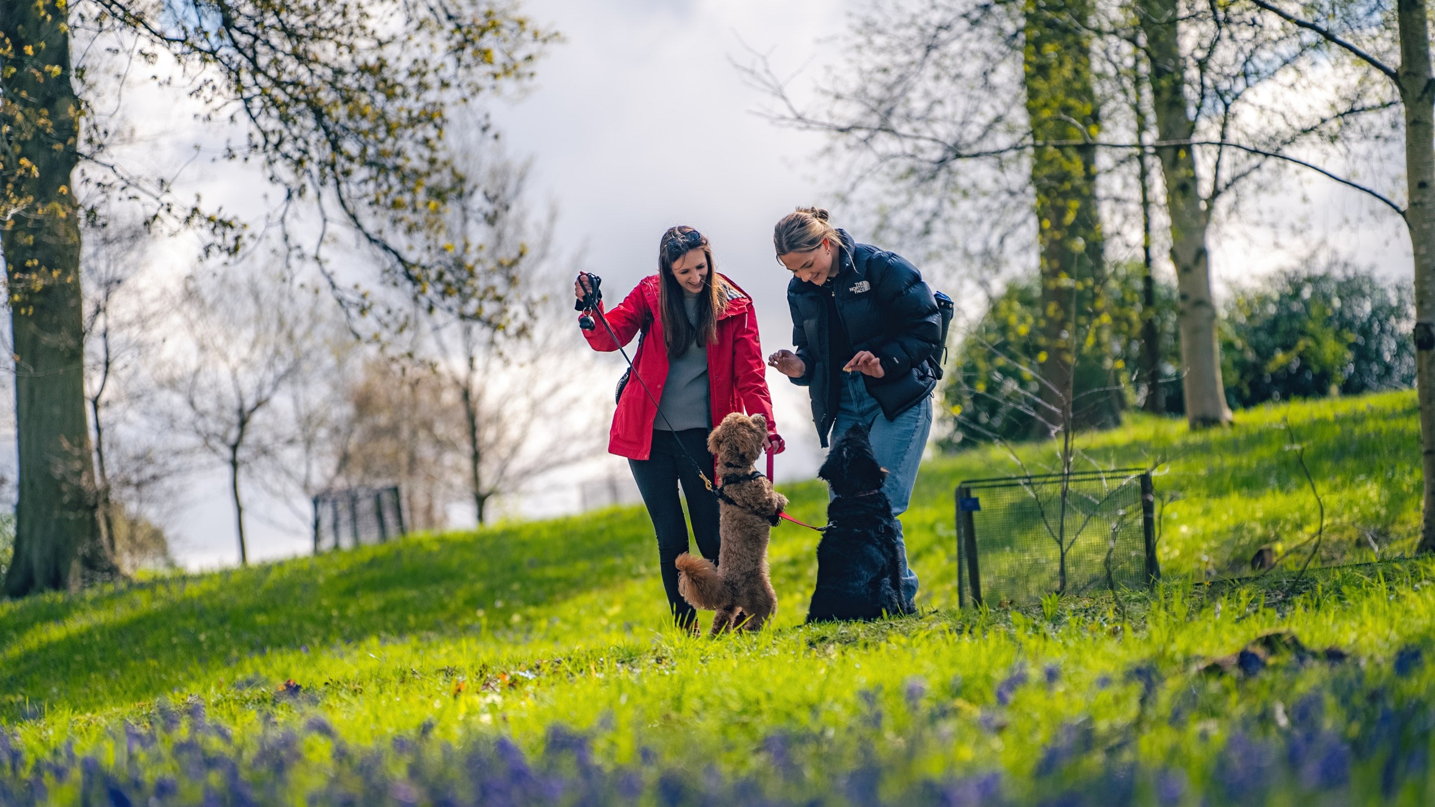 Dog walking at Wakehurst