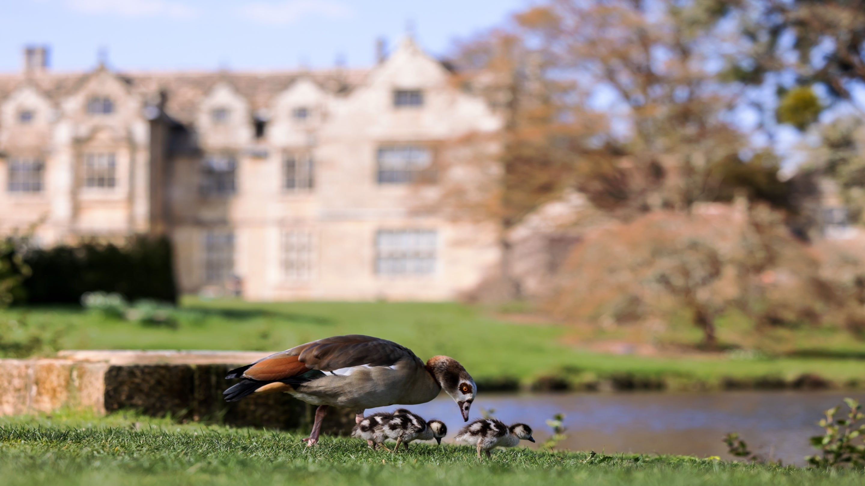 A group of Egyptian geese stands on a grassy bank beside a pond, with several fluffy goslings gathered closely near one adult goose. The adult Egyptian goose has a brown body, darker wings with patches of white, and a distinctive dark patch around the eye. Behind them, a large historic stone building and trees sit softly out of focus in the background.