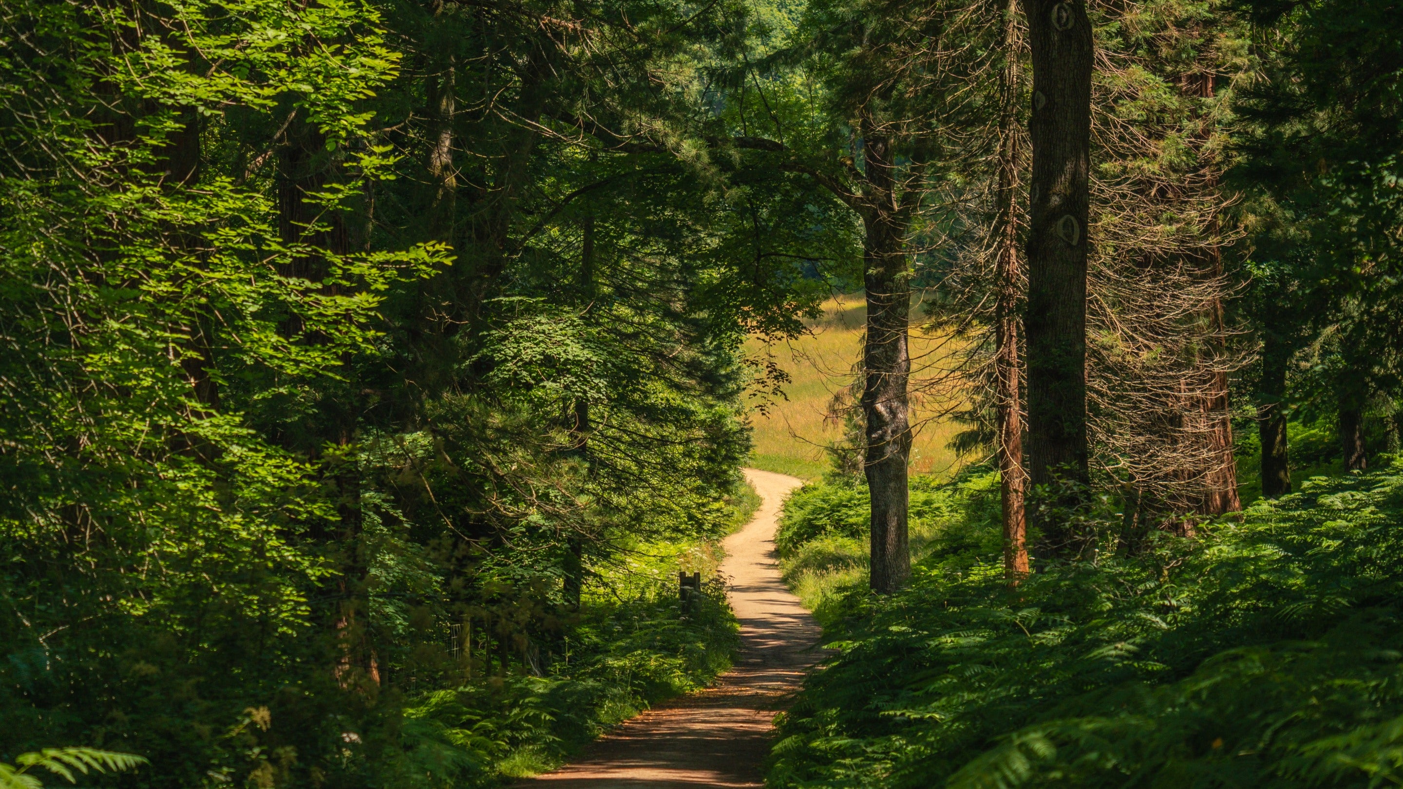 Horsebridge Woods Wakehurst West Sussex