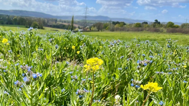 Bugloss grows as ex arable field reverts back to grassland