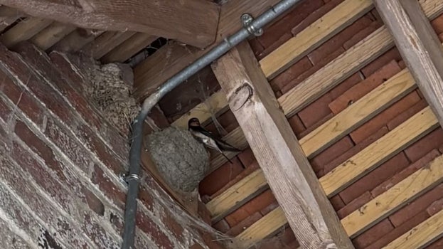 A swallow sits in an artificial nest in the roof at Pound Common Sussex