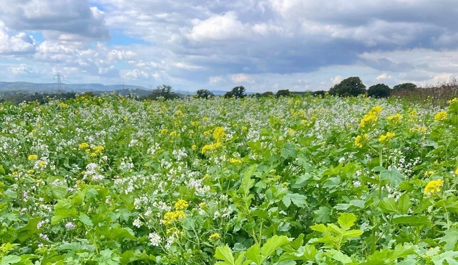 Late summer view across Woolbeding common