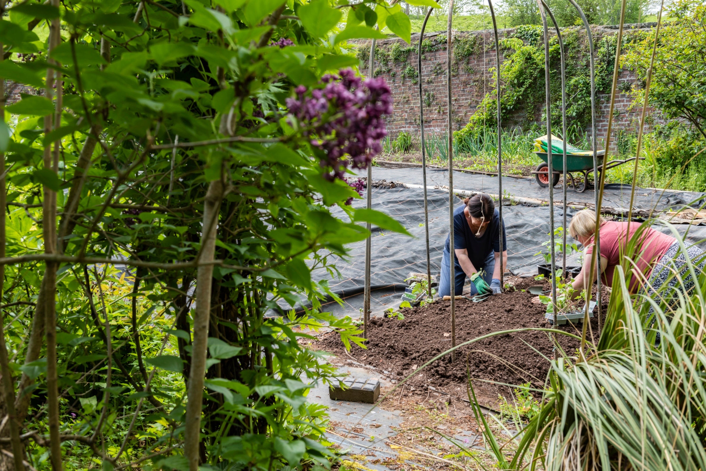 Two people kneeling and working in the soil at the community garden at Powis Castle